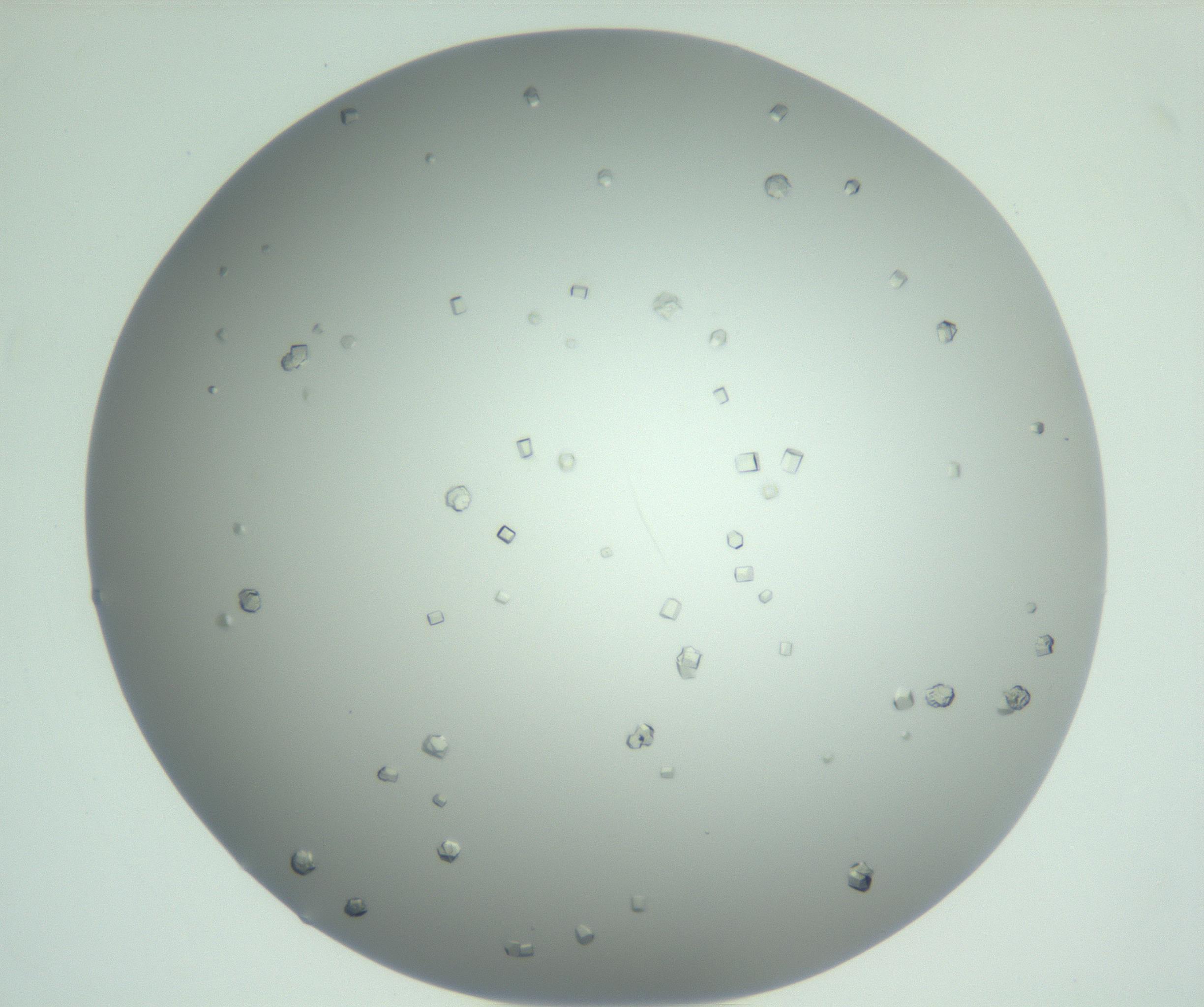RI01_03_000_0212_Proj1_Clon1_MC_0000MC102923_003_161105_12_07_02_00_99_002_001_RAI.jpg