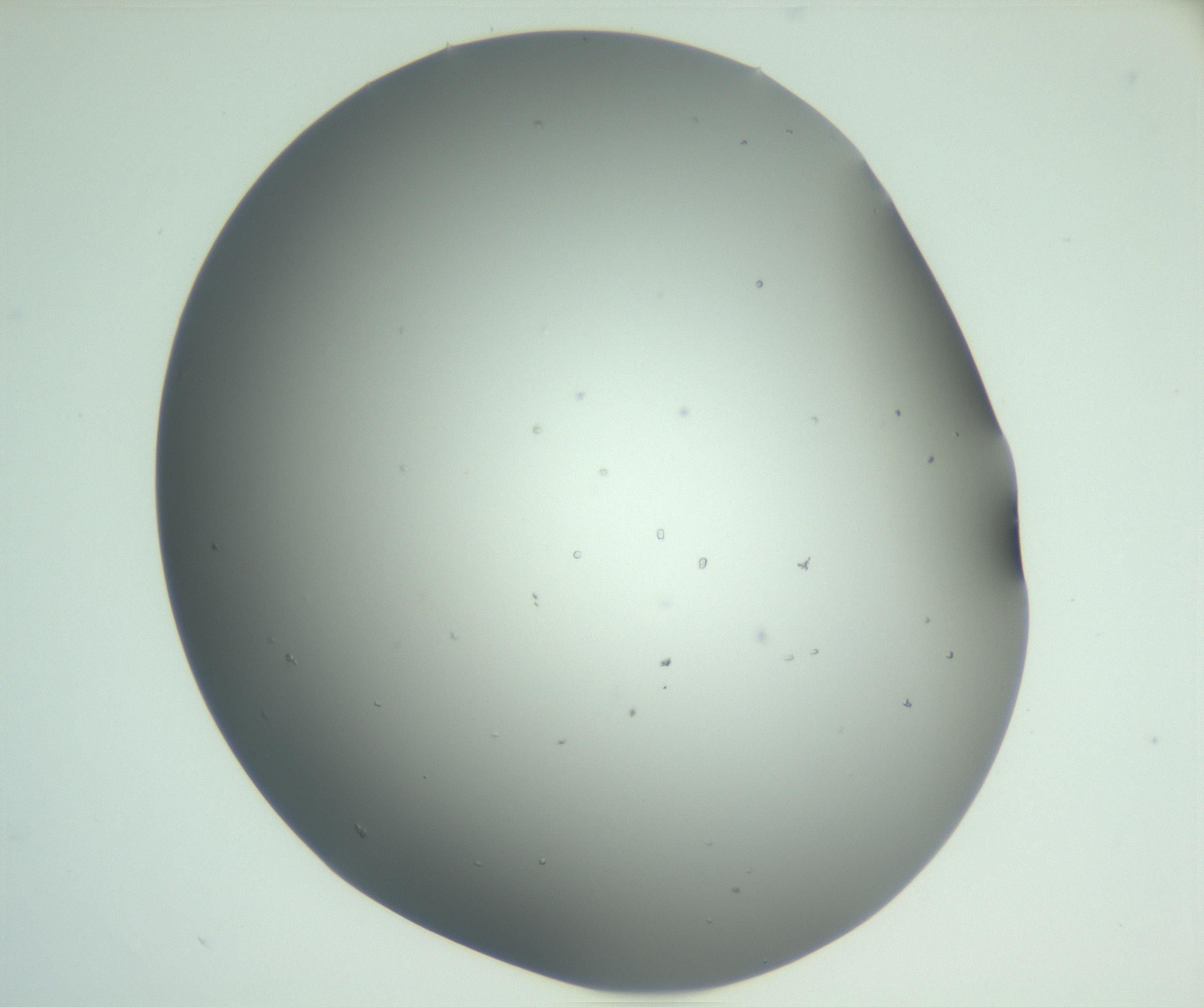 RI01_03_000_0212_Proj1_Clon1_MC_0000MC102923_004_161106_01_05_02_00_99_002_001_RAI.jpg