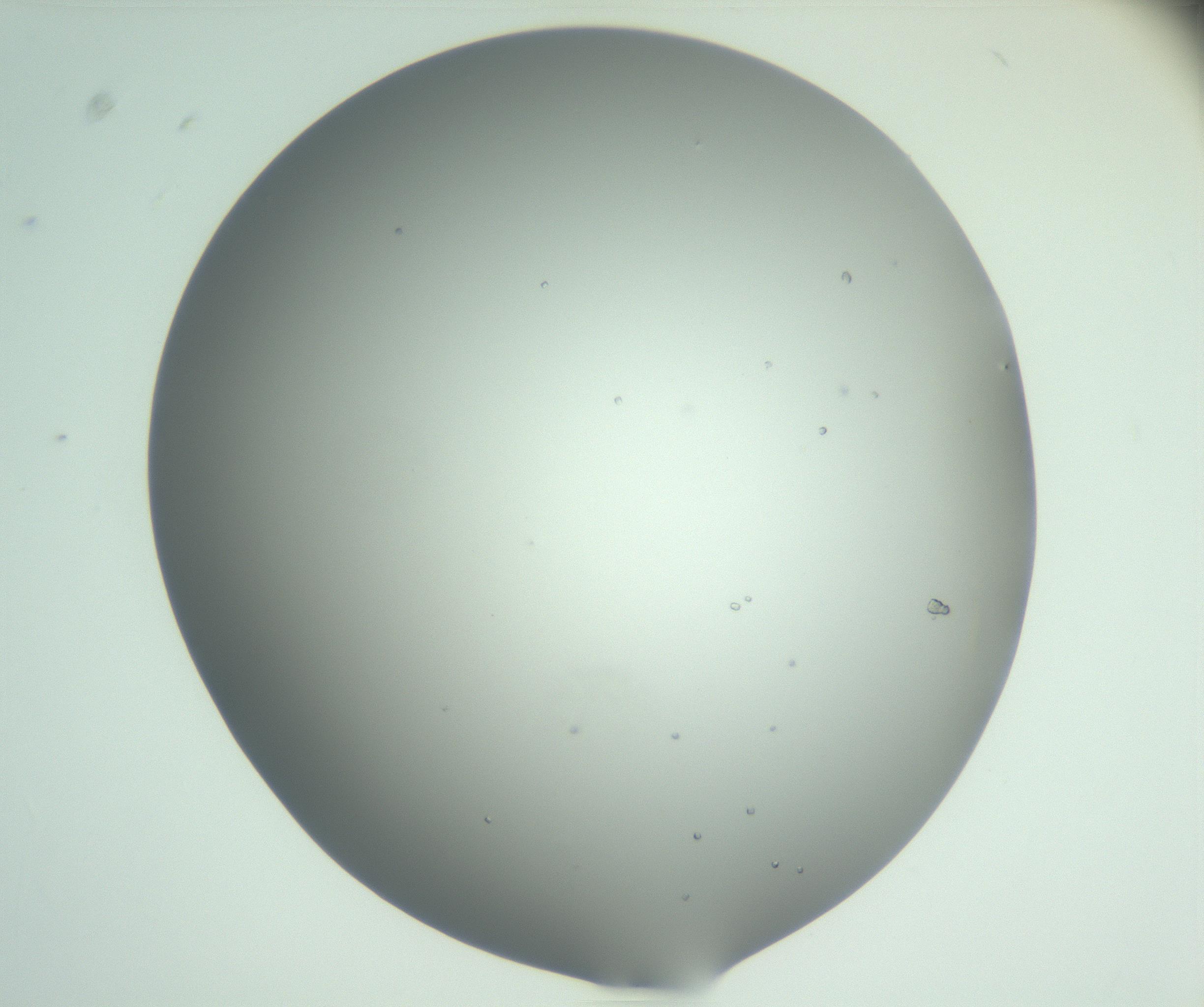 RI01_03_000_0212_Proj1_Clon1_MC_0000MC102923_004_161106_03_03_02_00_99_002_001_RAI.jpg