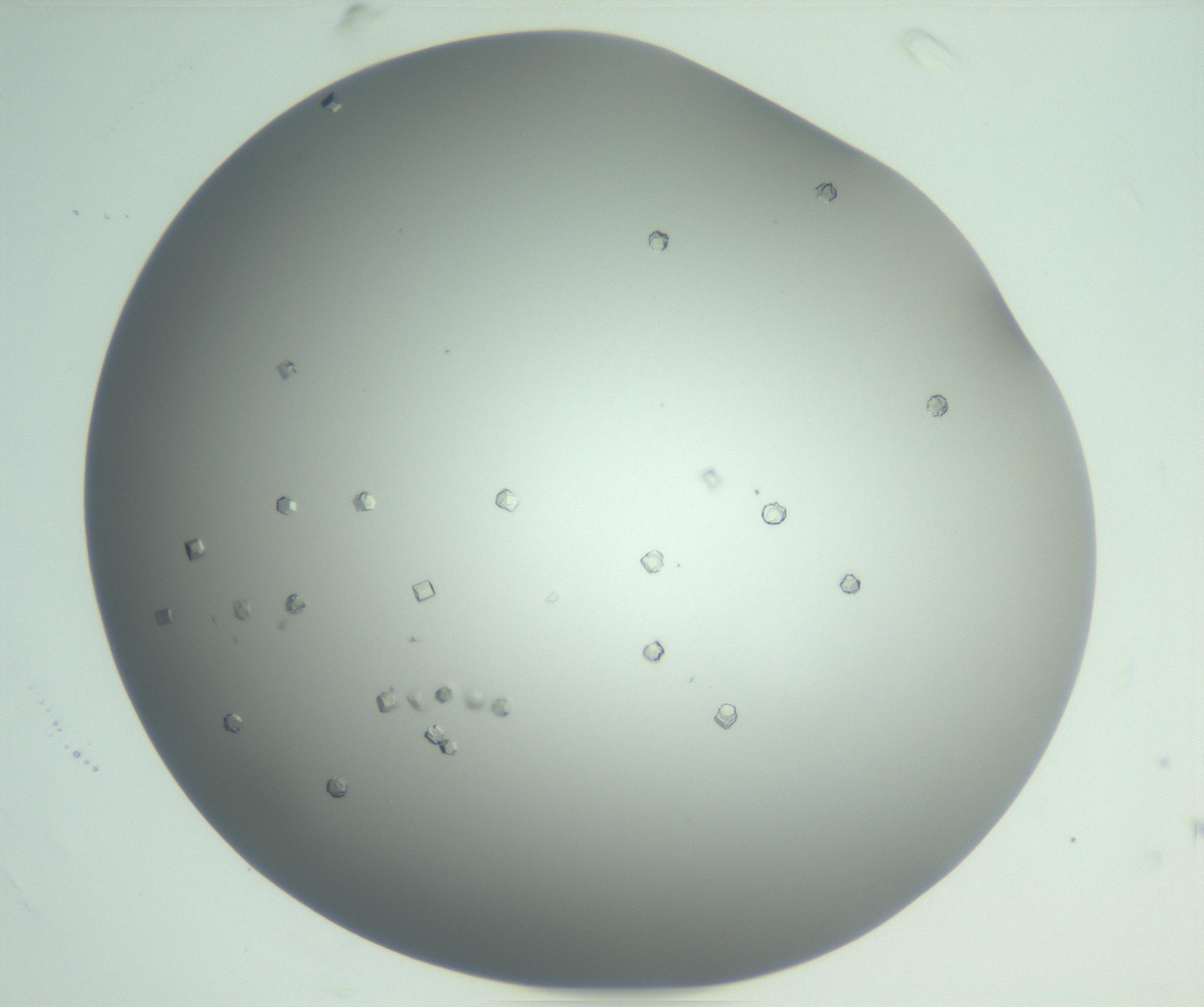 RI01_03_000_0212_Proj1_Clon1_MC_0000MC102923_004_161106_05_06_02_00_99_002_001_RAI.jpg