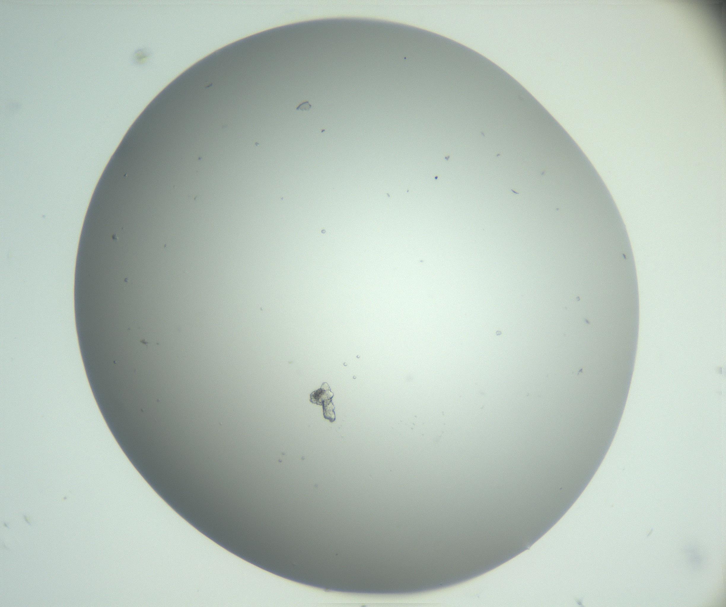 RI01_03_000_0212_Proj1_Clon1_MC_0000MC102923_004_161106_06_03_02_00_99_002_001_RAI.jpg