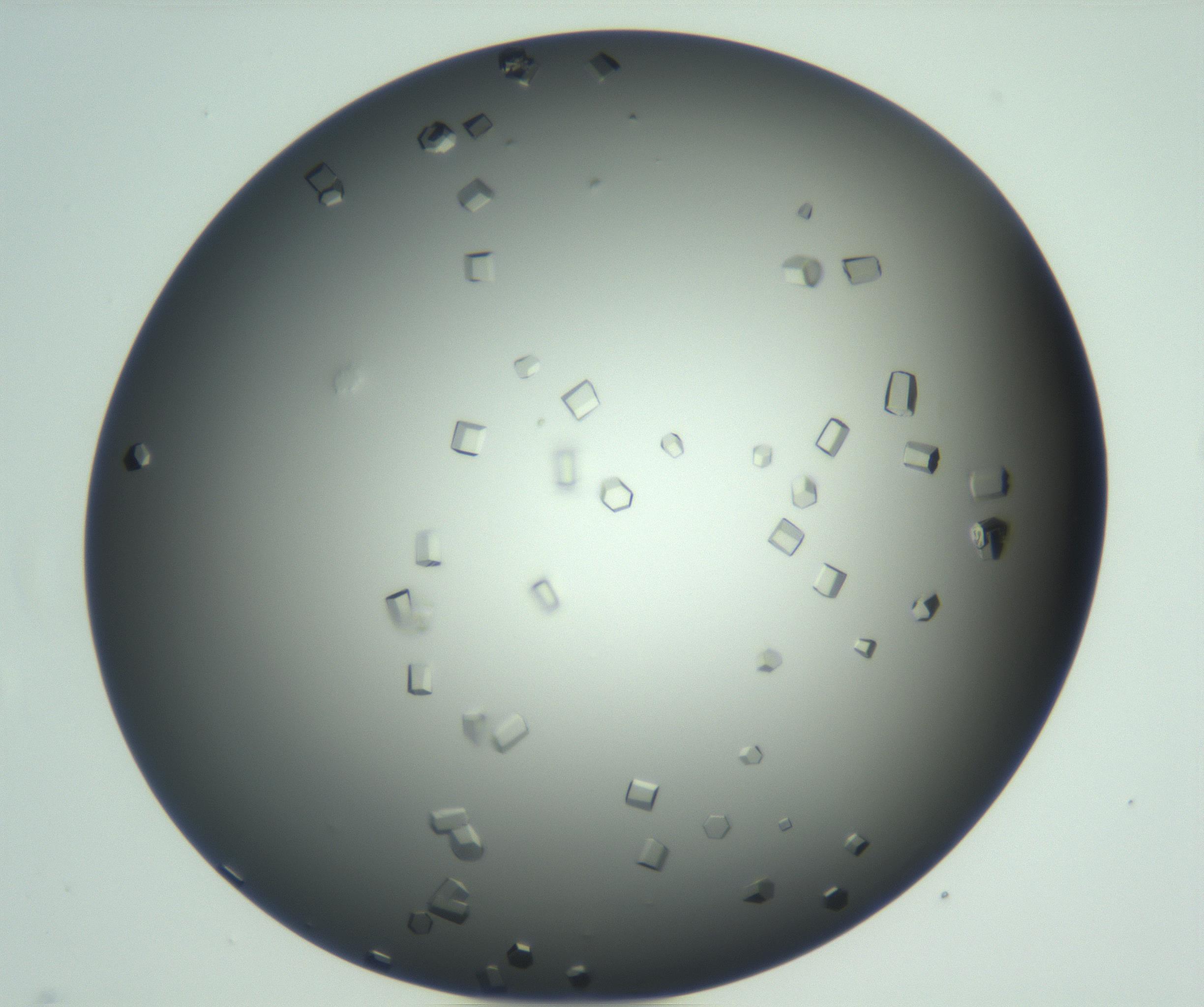 RI01_03_000_0212_Proj1_Clon1_MC_0000MC102923_004_161106_07_07_01_00_99_002_001_RAI.jpg
