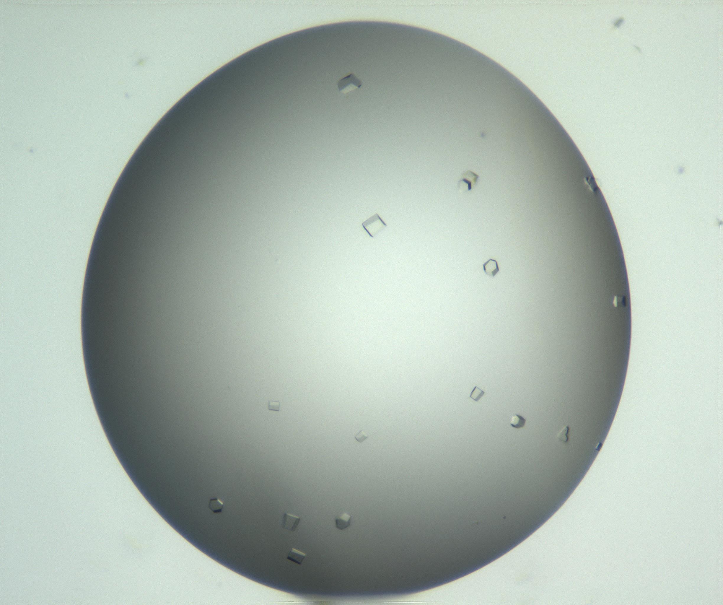 RI01_03_000_0212_Proj1_Clon1_MC_0000MC102923_004_161106_08_01_01_00_99_002_001_RAI.jpg