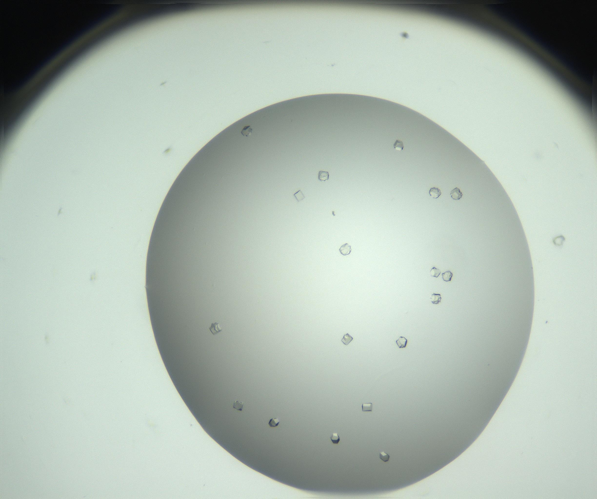 RI01_03_000_0212_Proj1_Clon1_MC_0000MC102923_004_161106_08_01_02_00_99_002_001_RAI.jpg