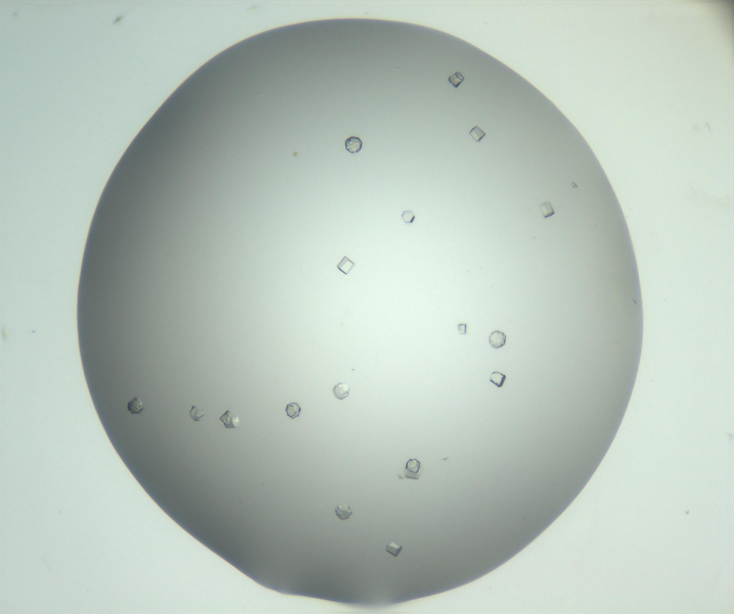 RI01_03_000_0212_Proj1_Clon1_MC_0000MC102923_004_161106_08_03_02_00_99_002_001_RAI.jpg
