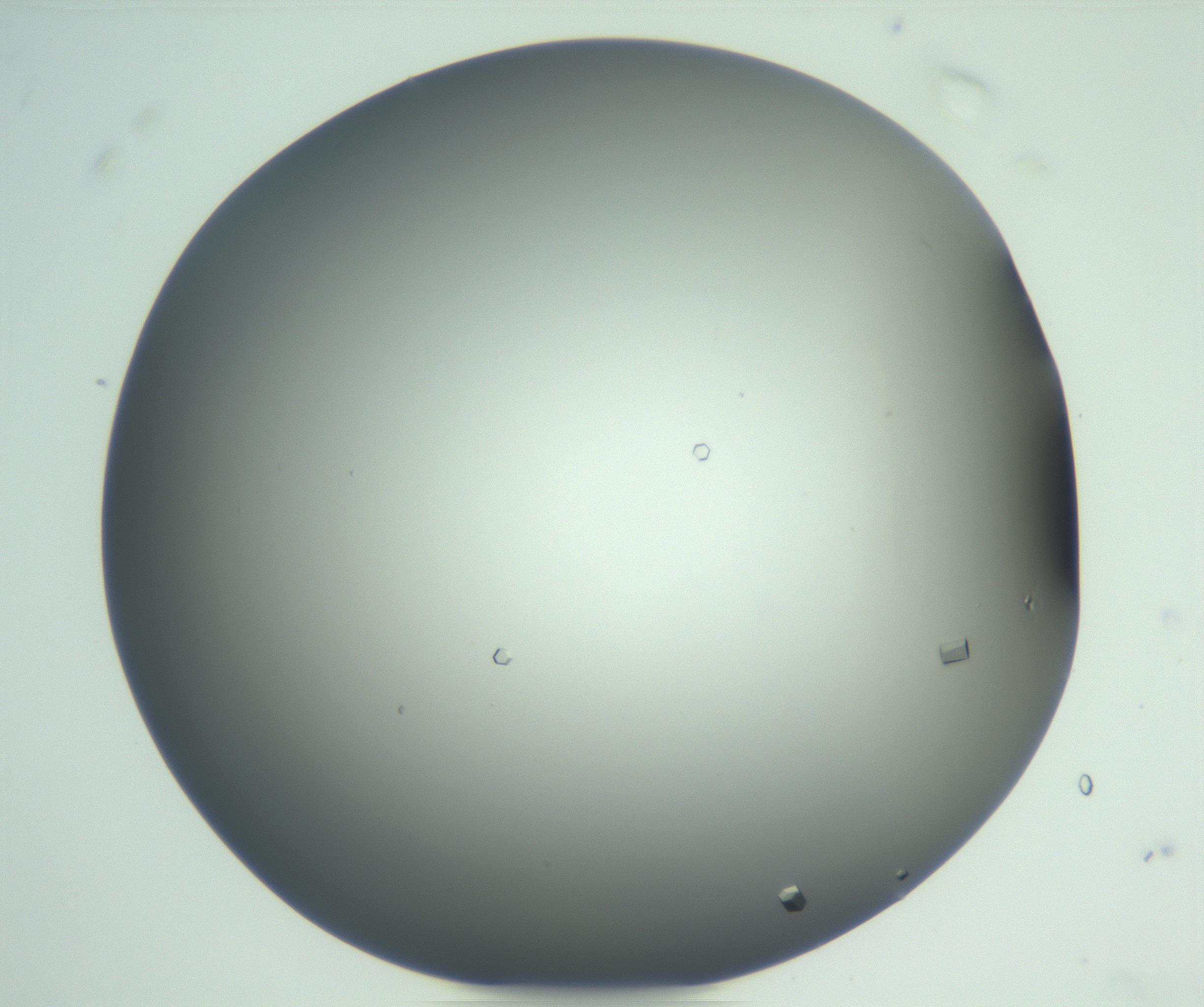 RI01_03_000_0212_Proj1_Clon1_MC_0000MC102923_004_161106_08_07_01_00_99_002_001_RAI.jpg