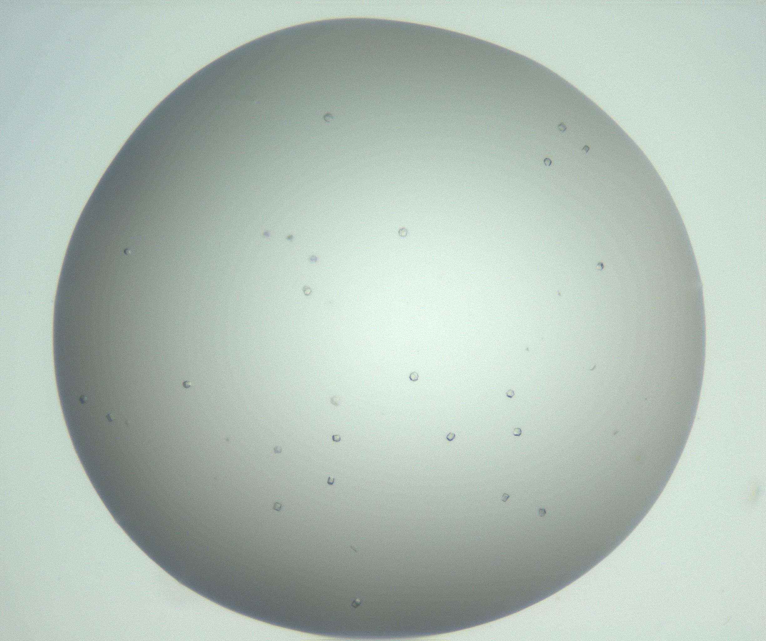RI01_03_000_0212_Proj1_Clon1_MC_0000MC102923_004_161106_11_07_02_00_99_002_001_RAI.jpg