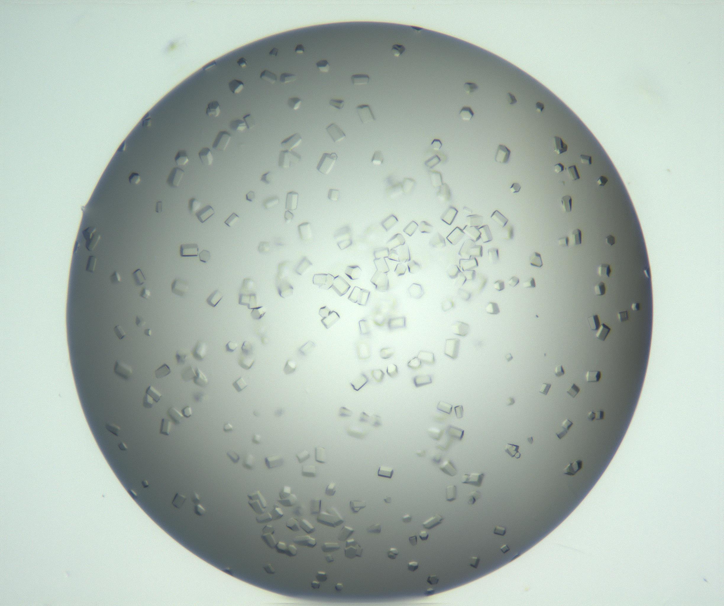 RI01_03_000_0212_Proj1_Clon1_MC_0000MC102923_004_161106_12_07_01_00_99_002_001_RAI.jpg