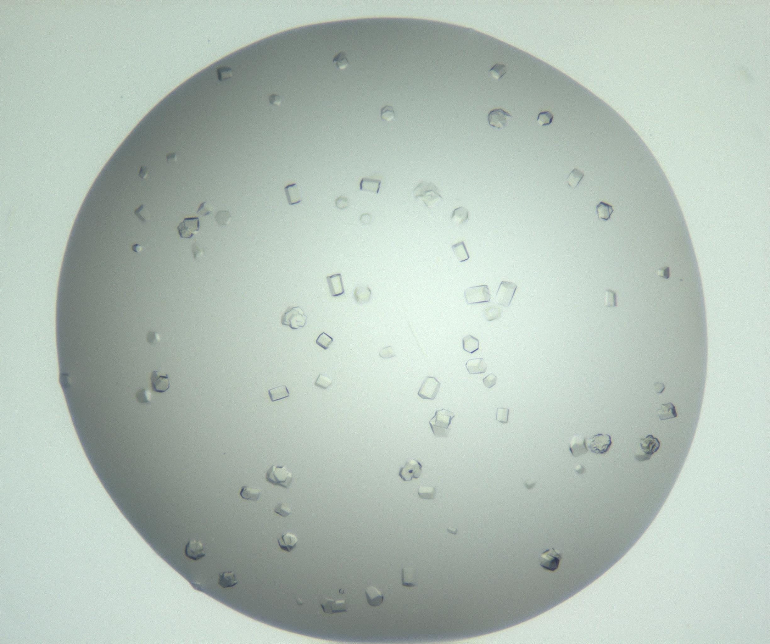 RI01_03_000_0212_Proj1_Clon1_MC_0000MC102923_004_161106_12_07_02_00_99_002_001_RAI.jpg
