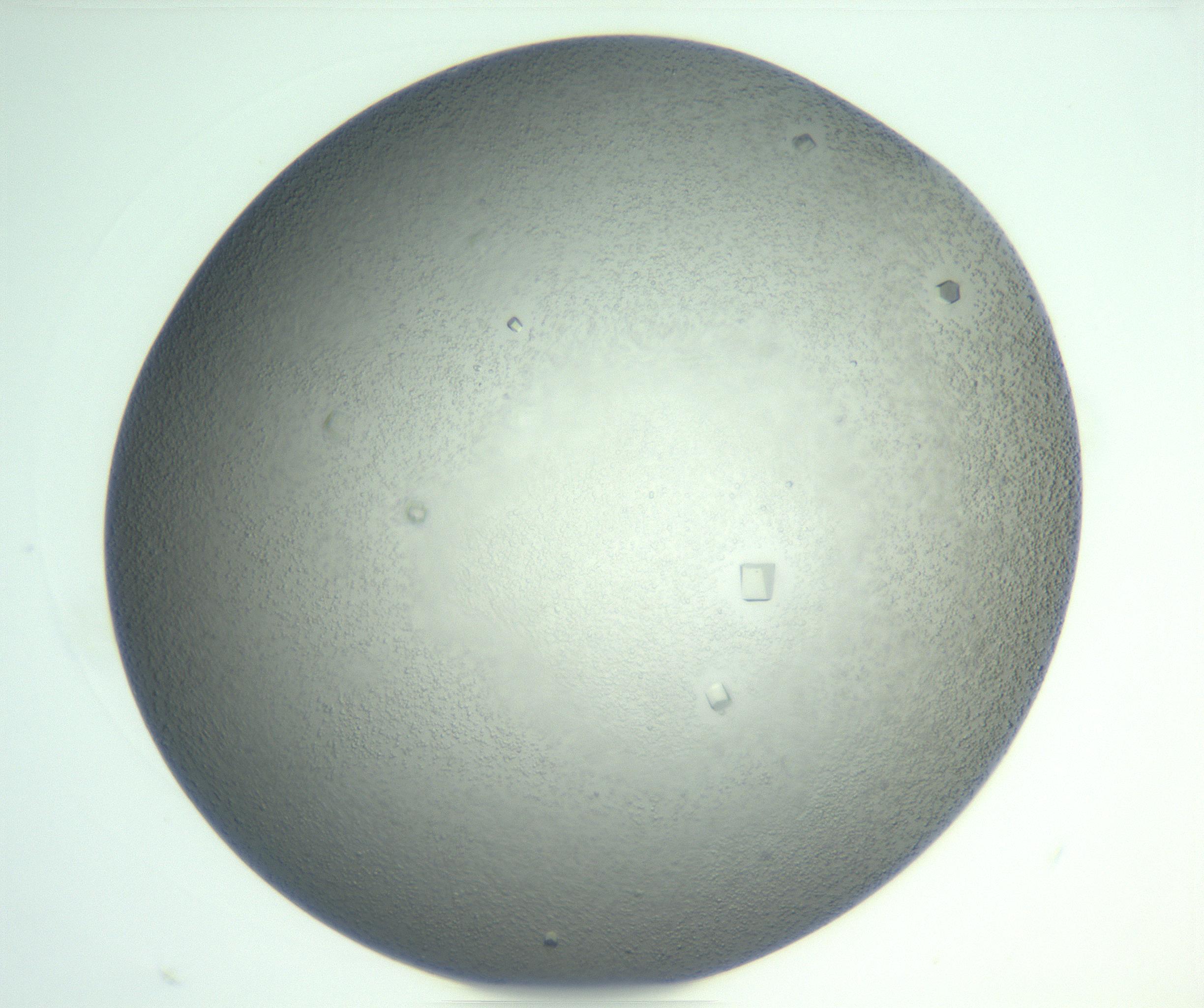 RI01_03_000_0212_Proj1_Clon1_MC_0000MC102923_007_161113_05_06_01_00_99_002_001_RAI.jpg