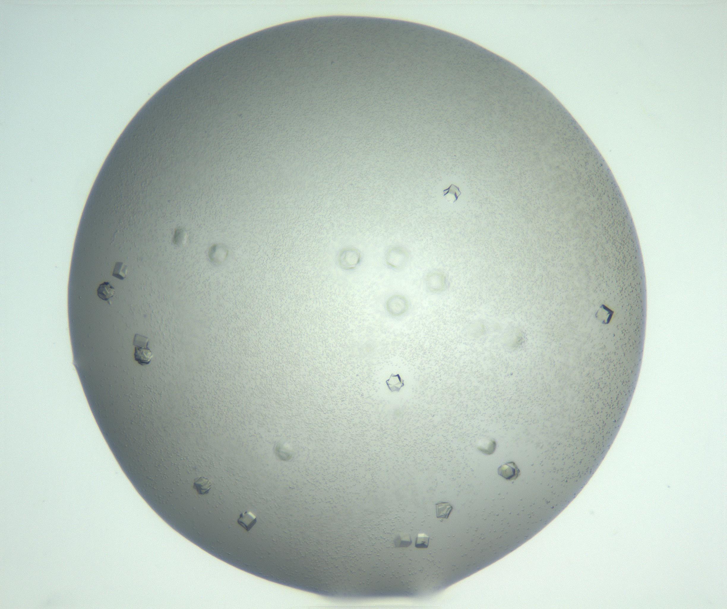 RI01_03_000_0212_Proj1_Clon1_MC_0000MC102923_007_161113_07_05_02_00_99_002_001_RAI.jpg