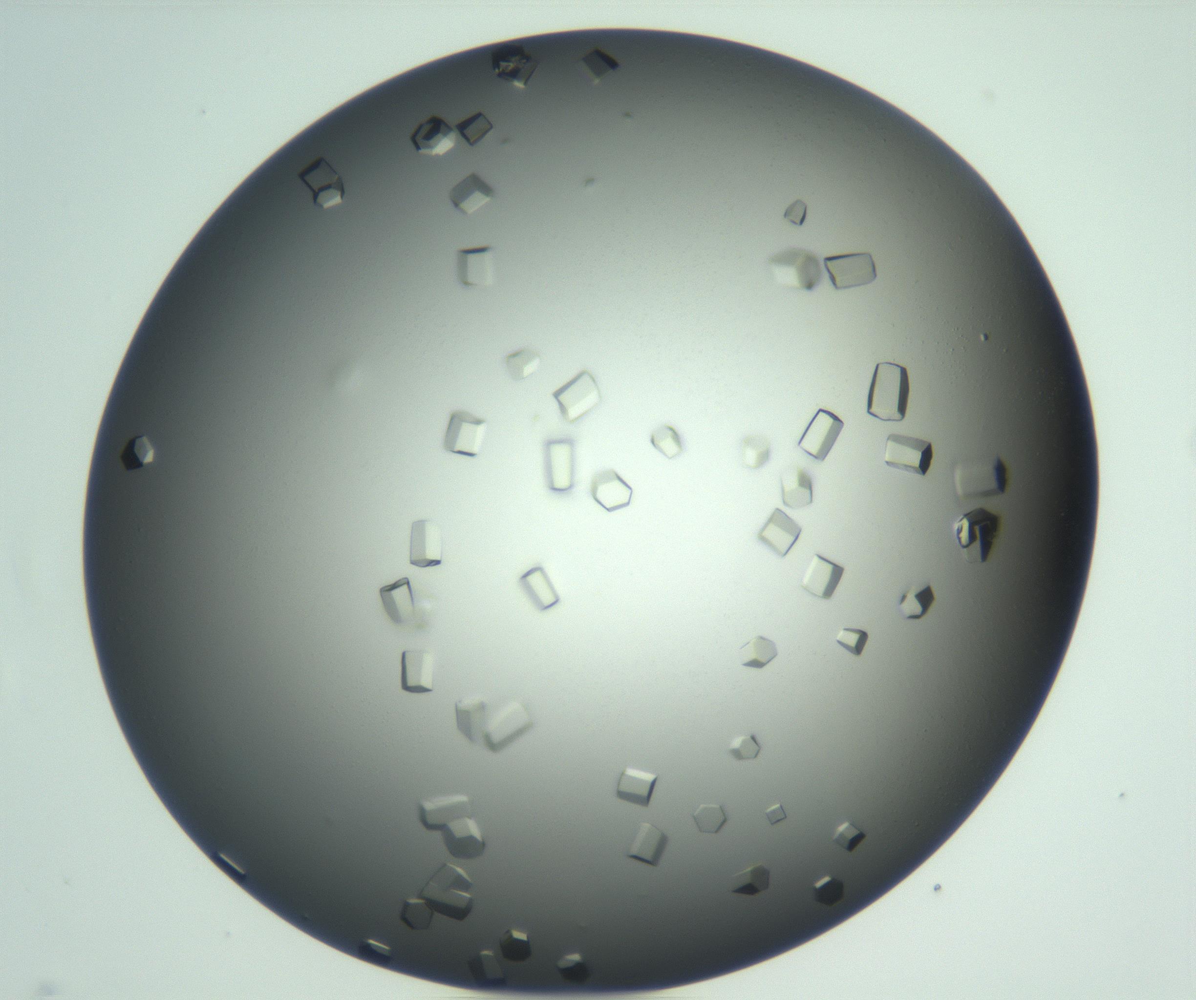 RI01_03_000_0212_Proj1_Clon1_MC_0000MC102923_007_161113_07_07_01_00_99_002_001_RAI.jpg