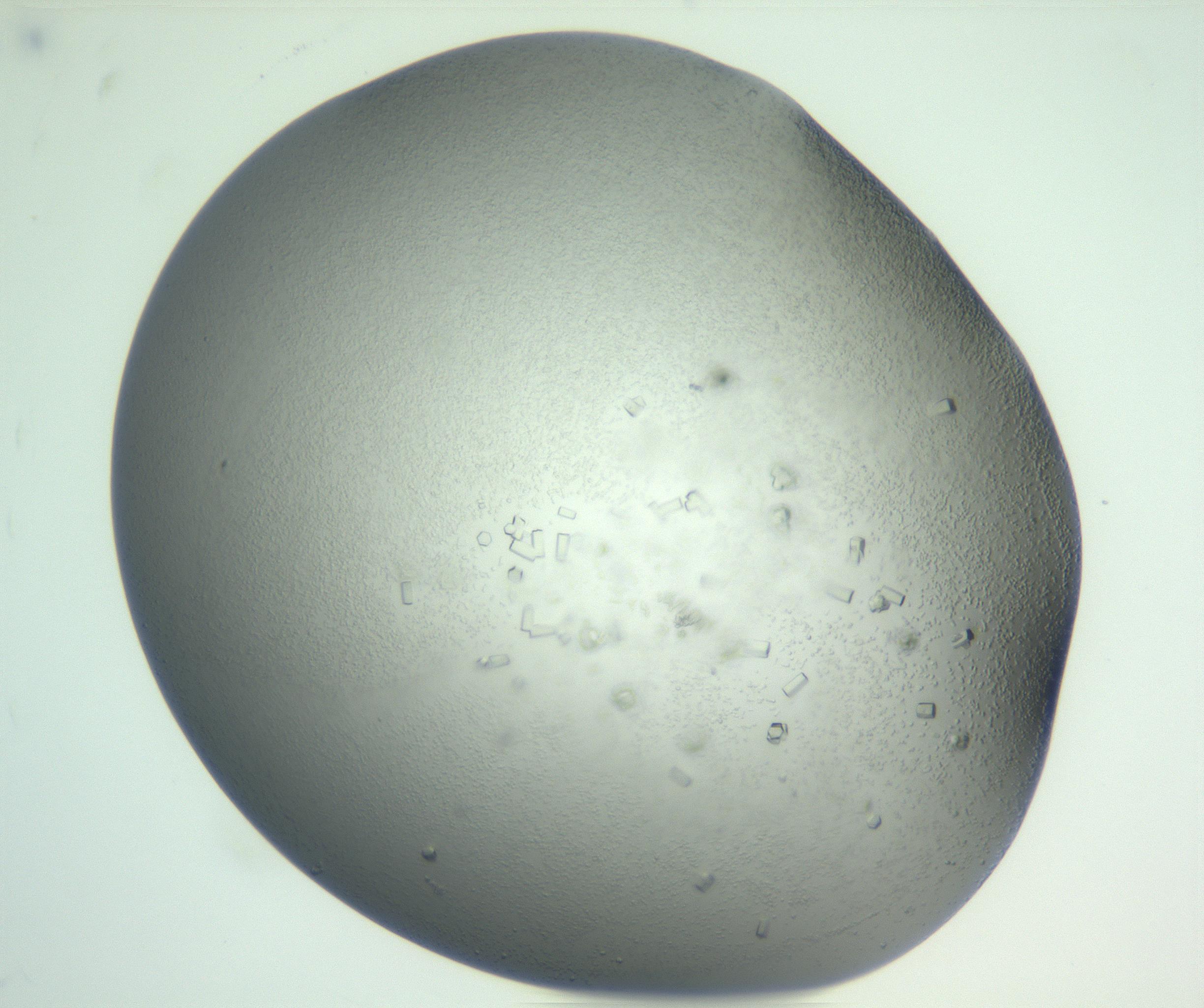RI01_03_000_0212_Proj1_Clon1_MC_0000MC102923_007_161113_07_08_02_00_99_002_001_RAI.jpg