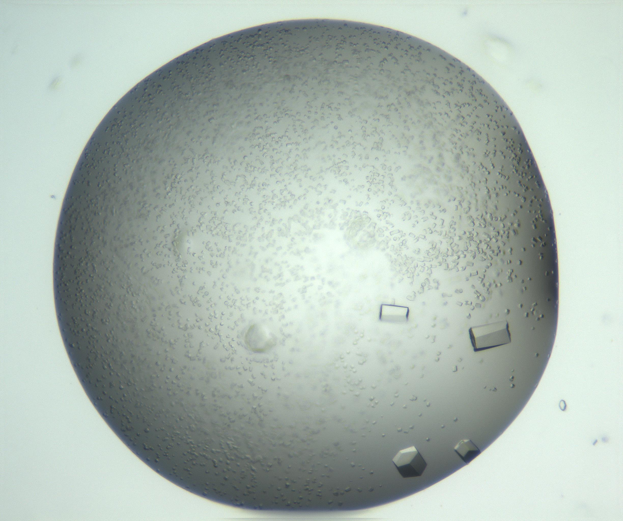RI01_03_000_0212_Proj1_Clon1_MC_0000MC102923_007_161113_08_07_01_00_99_002_001_RAI.jpg