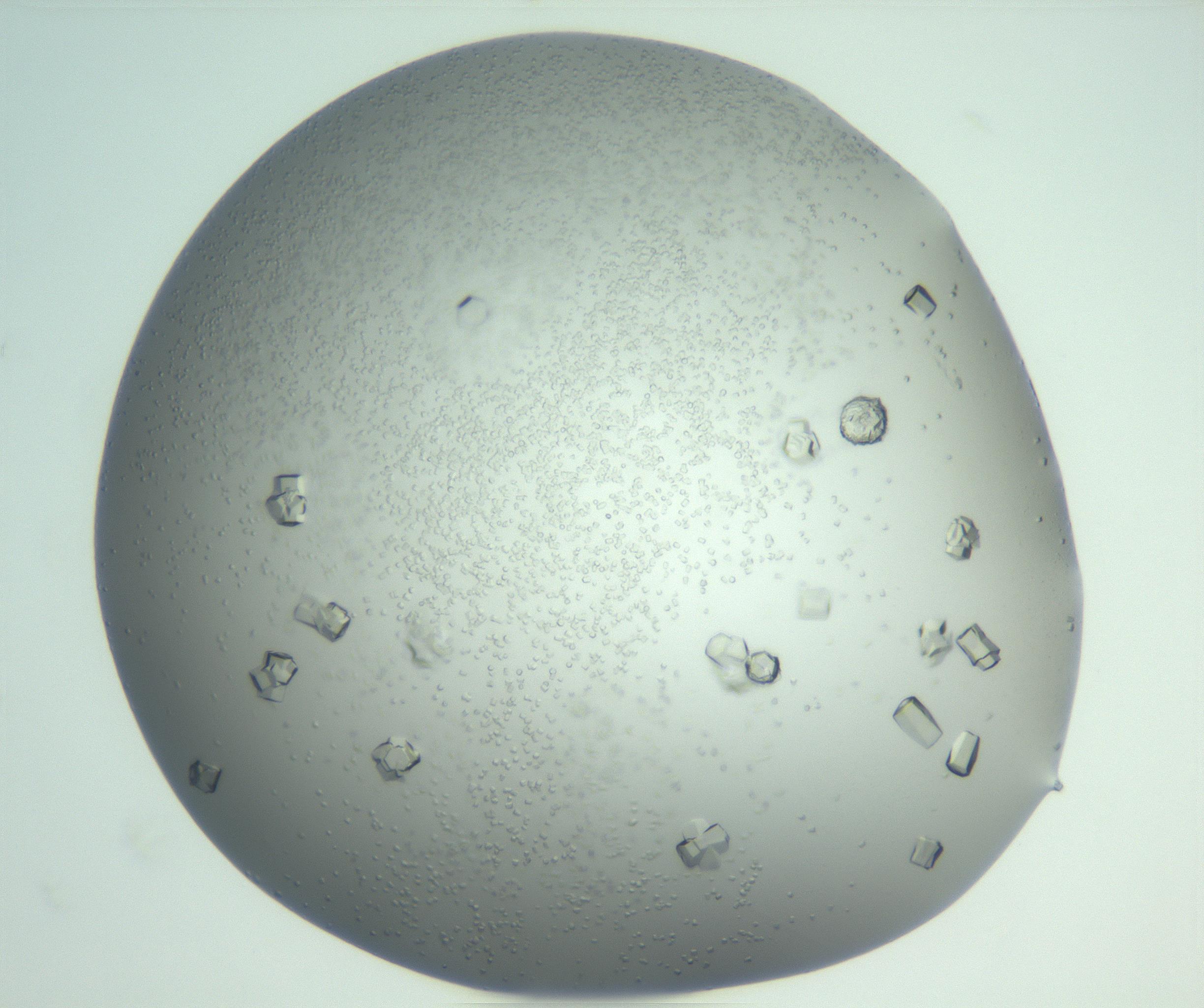 RI01_03_000_0212_Proj1_Clon1_MC_0000MC102923_007_161113_08_07_02_00_99_002_001_RAI.jpg