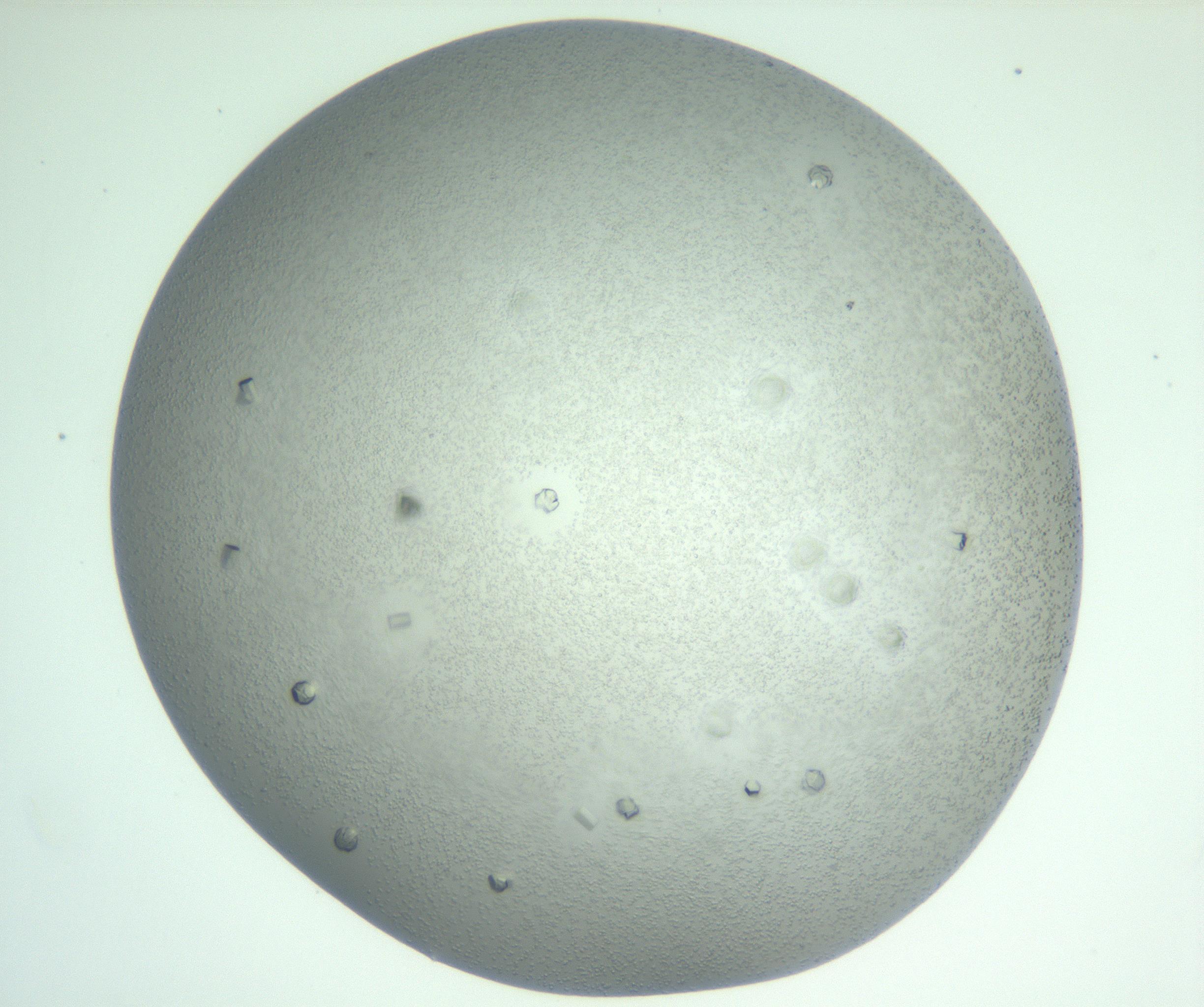 RI01_03_000_0212_Proj1_Clon1_MC_0000MC102923_008_161118_02_04_02_00_99_002_001_RAI.jpg