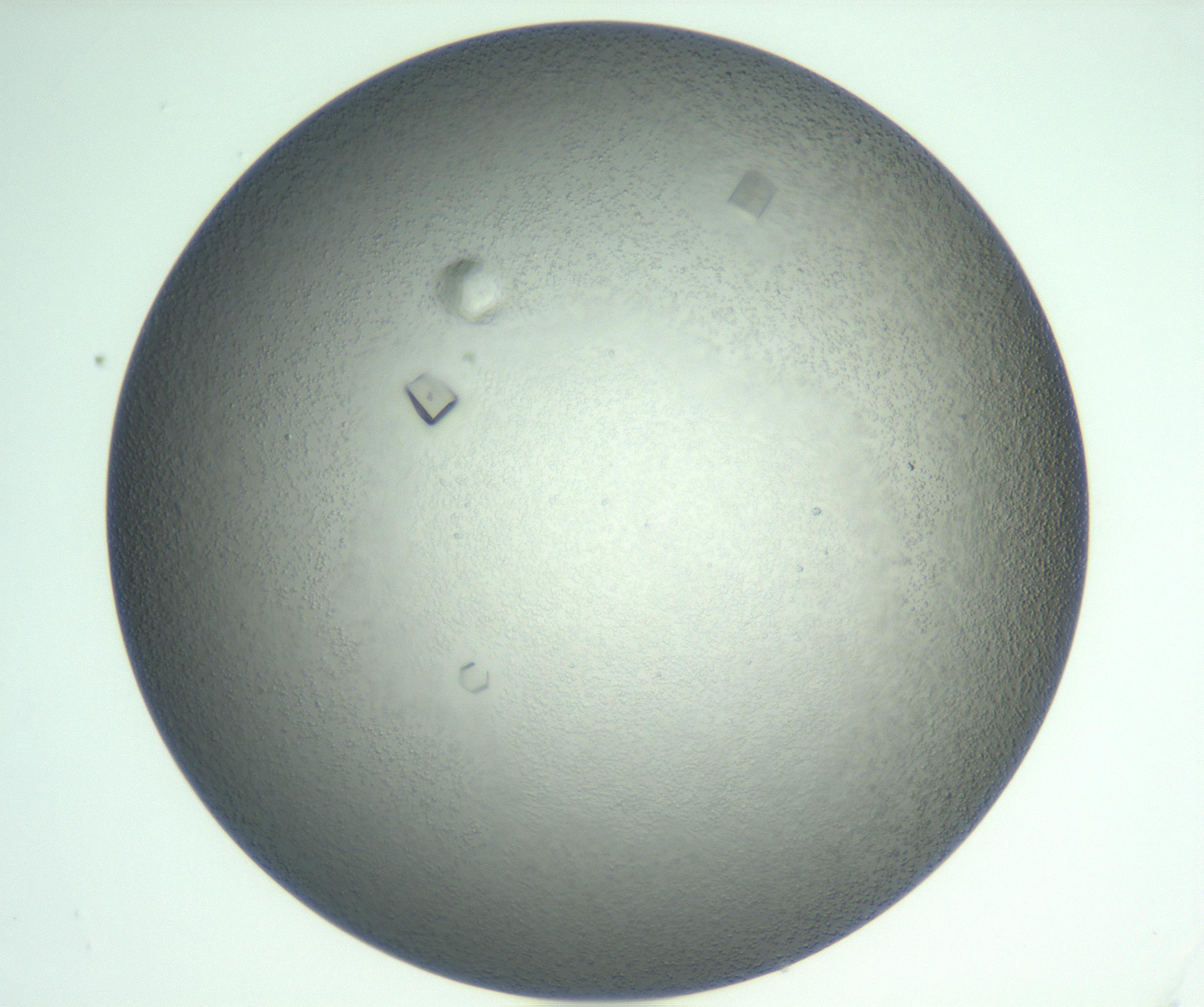 RI01_03_000_0212_Proj1_Clon1_MC_0000MC102923_008_161118_07_05_01_00_99_002_001_RAI.jpg