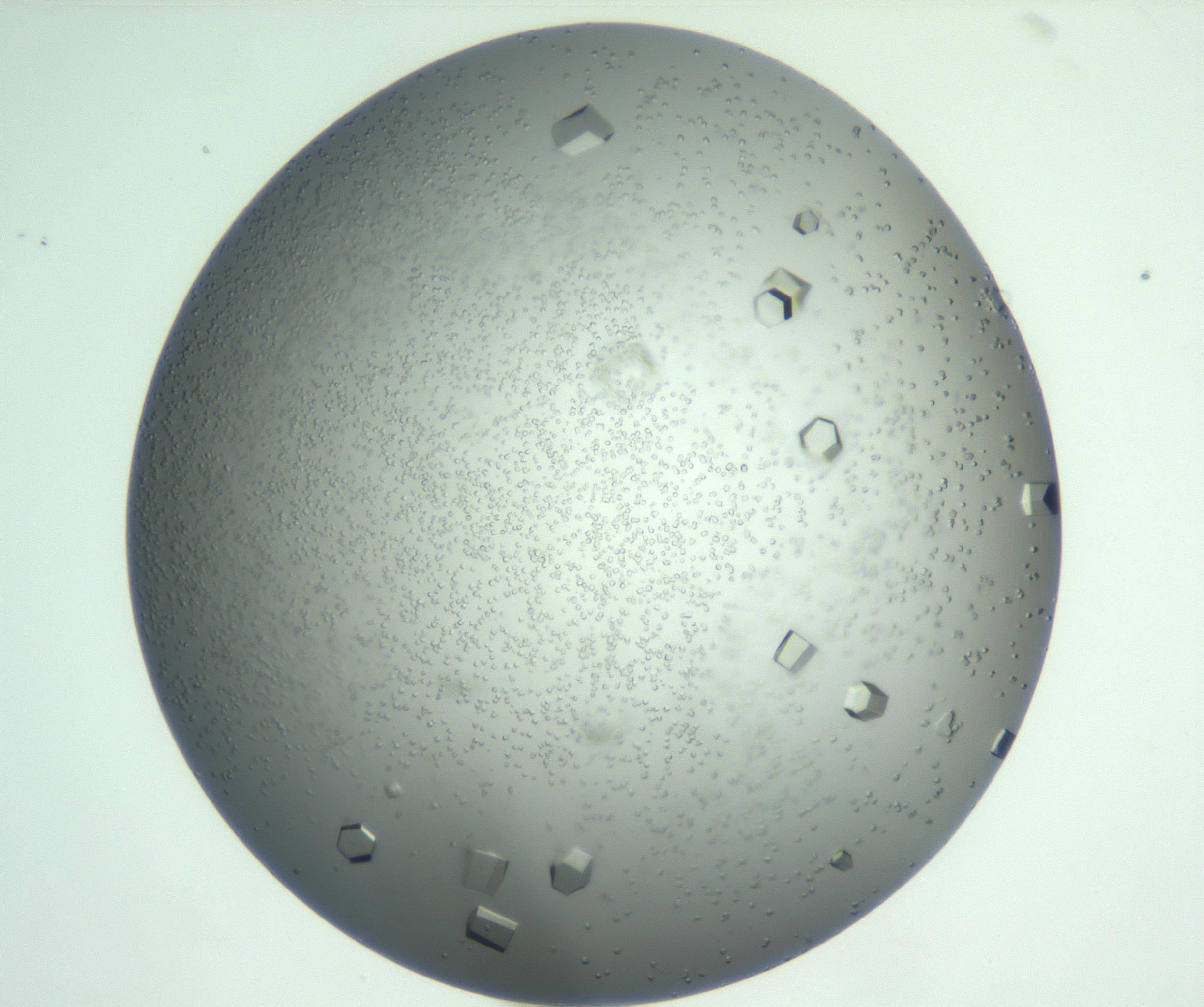 RI01_03_000_0212_Proj1_Clon1_MC_0000MC102923_008_161118_08_01_01_00_99_002_001_RAI.jpg