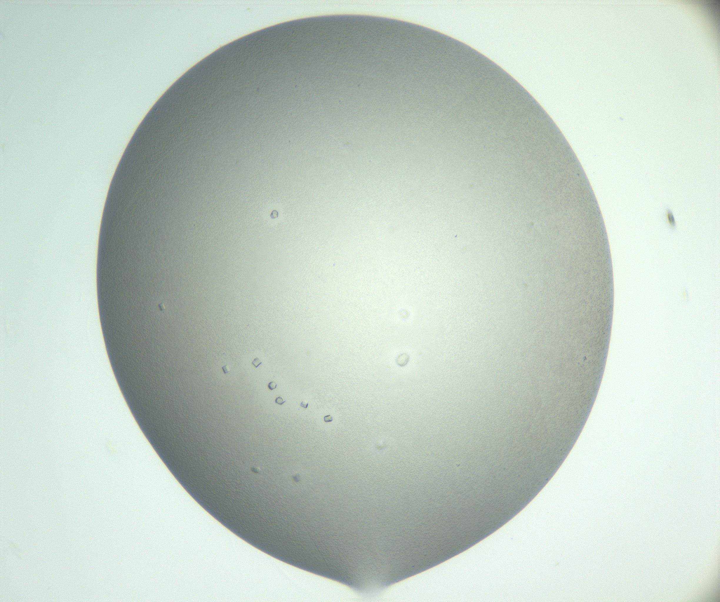 RI01_03_000_0212_Proj1_Clon1_MC_0000MC102923_008_161118_08_02_02_00_99_002_001_RAI.jpg