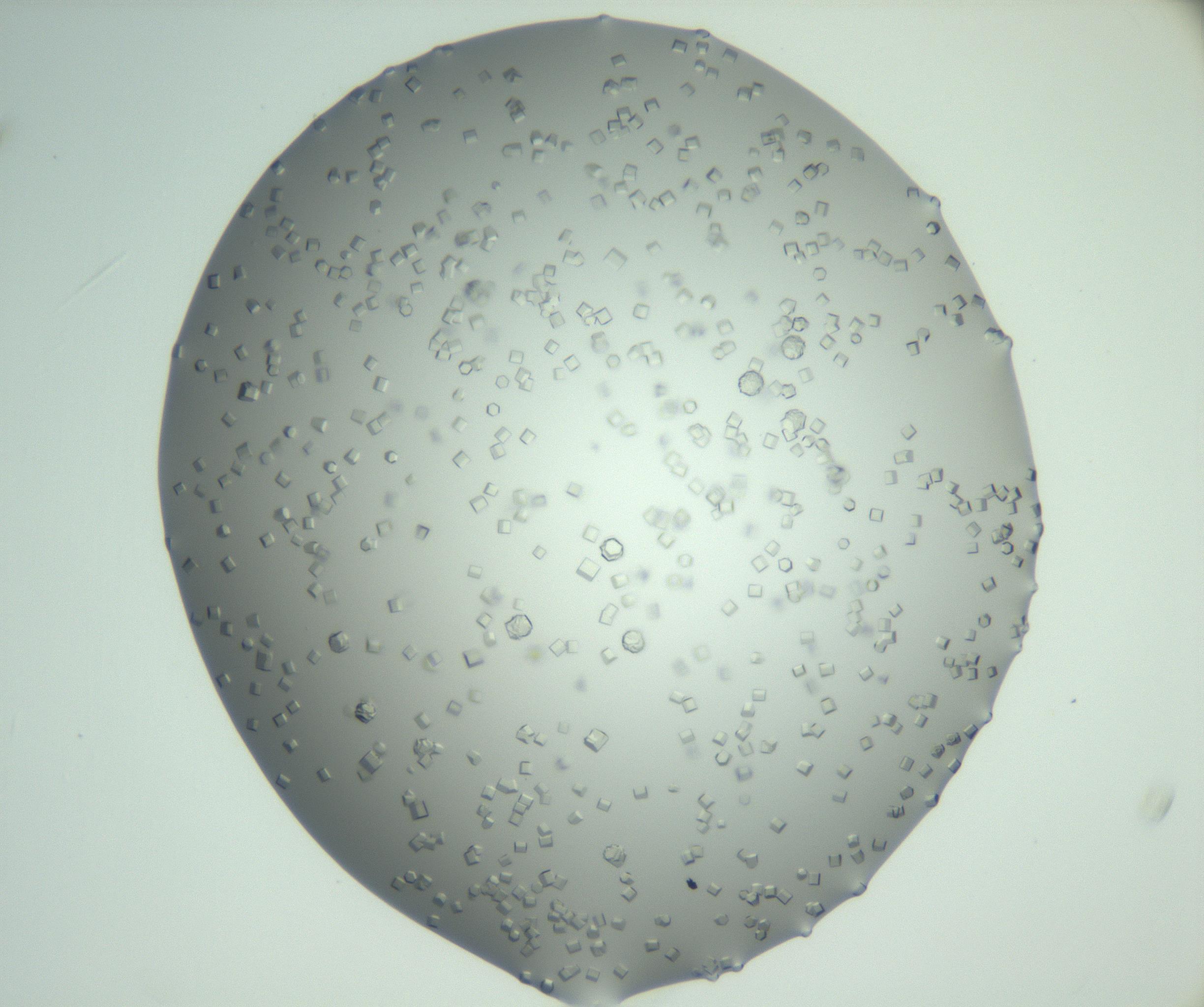 RI01_03_000_0212_Proj1_Clon1_MC_0000MC102923_008_161118_09_02_02_00_99_002_001_RAI.jpg