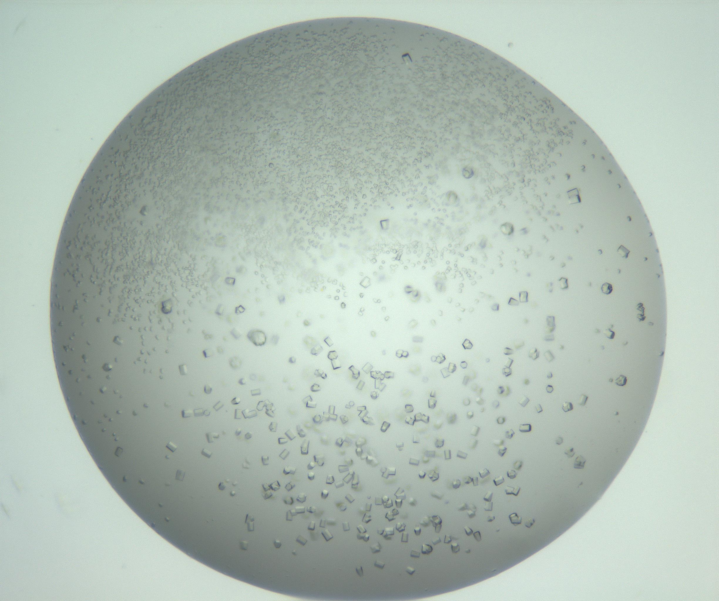 RI01_03_000_0212_Proj1_Clon1_MC_0000MC102923_008_161118_10_08_02_00_99_002_001_RAI.jpg