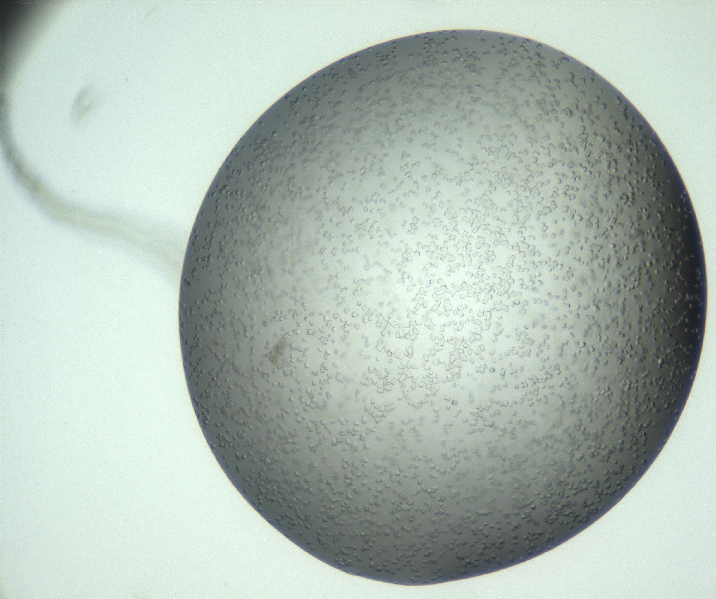 RI01_03_000_0212_Proj1_Clon1_MC_0000MC102923_008_161118_11_08_01_00_99_002_001_RAI.jpg