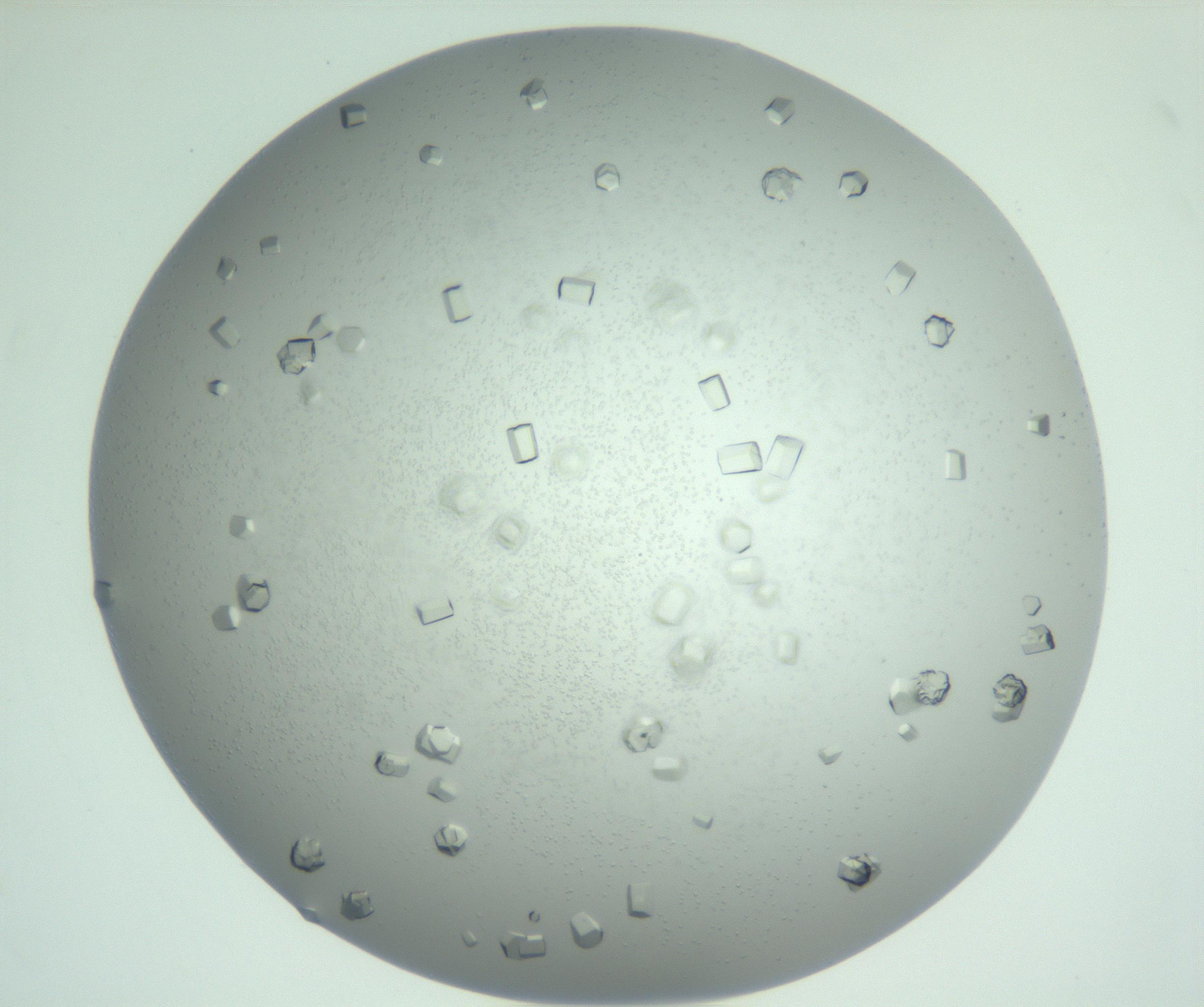 RI01_03_000_0212_Proj1_Clon1_MC_0000MC102923_008_161118_12_07_02_00_99_002_001_RAI.jpg