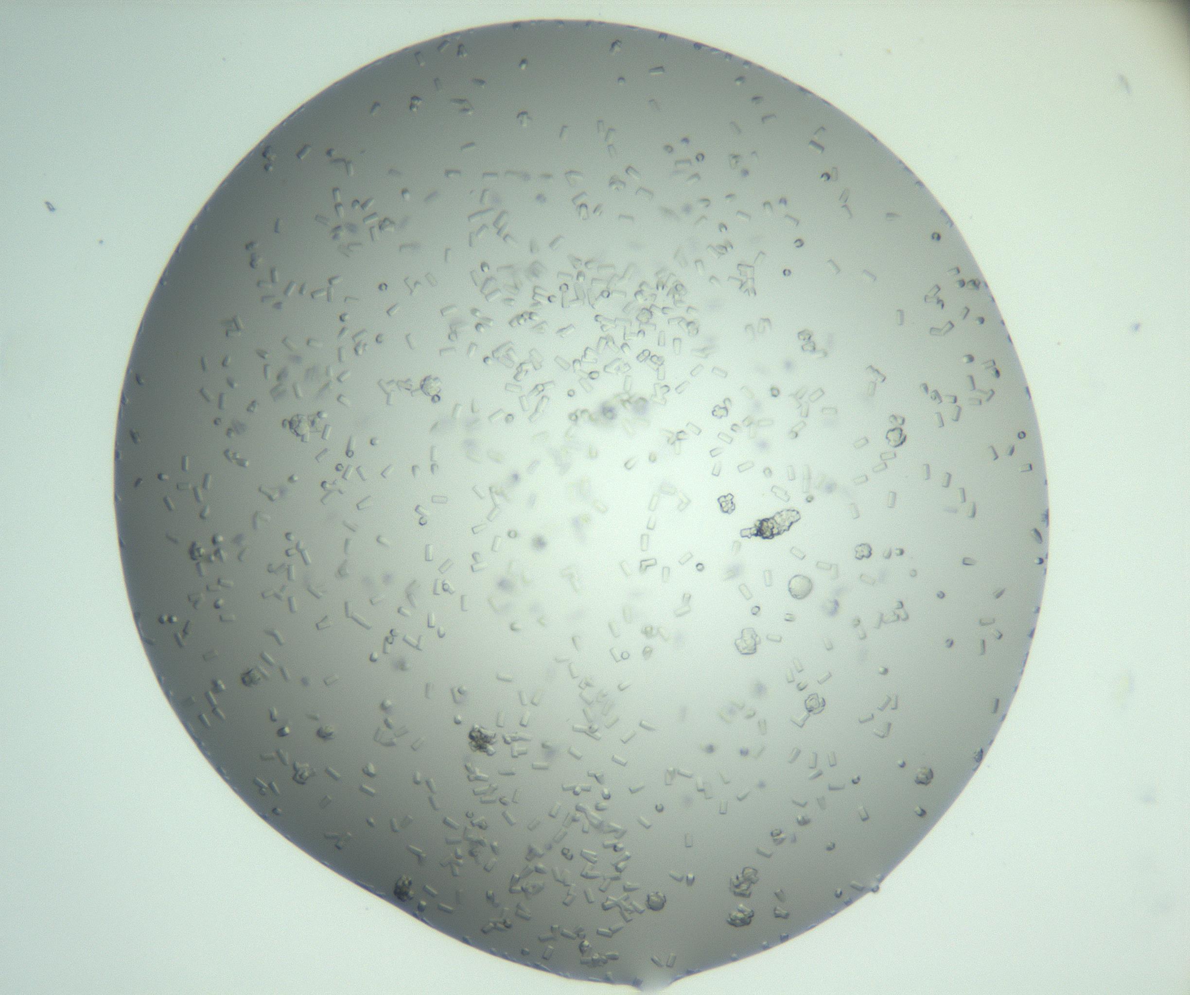 RI01_03_000_0212_Proj1_Clon1_MC_0000MC102923_011_161209_04_03_02_00_99_002_001_RAI.jpg