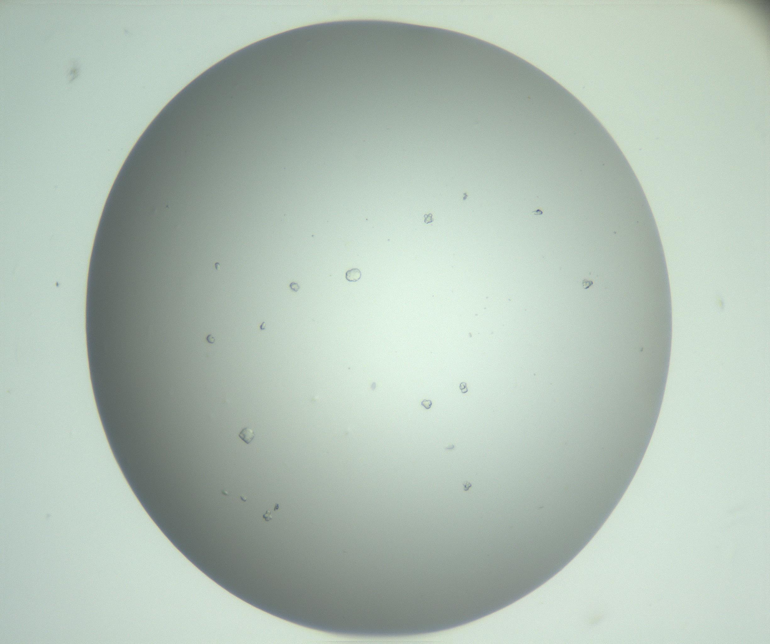 RI01_03_000_0212_Proj1_Clon1_MC_0000MC102923_011_161209_10_01_02_00_99_002_001_RAI.jpg