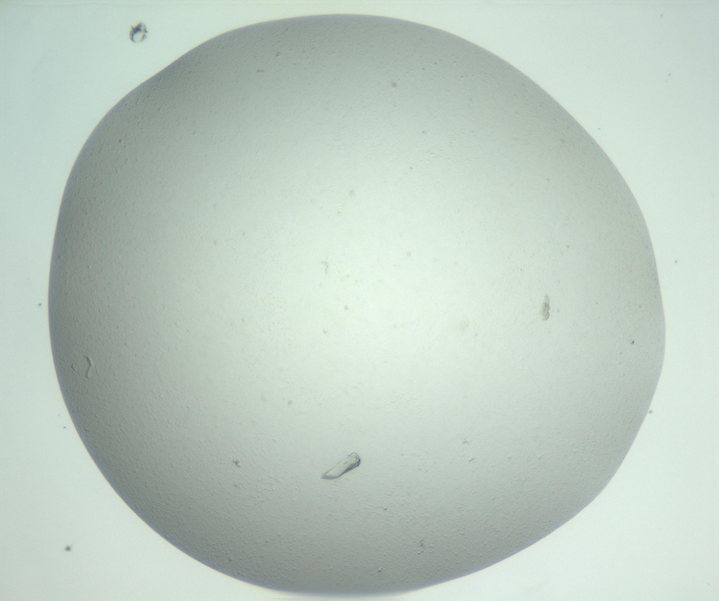RI01_03_000_0212_Proj1_Clon1_MC_0000MC102924_003_161105_09_07_02_00_99_002_001_RAI.jpg