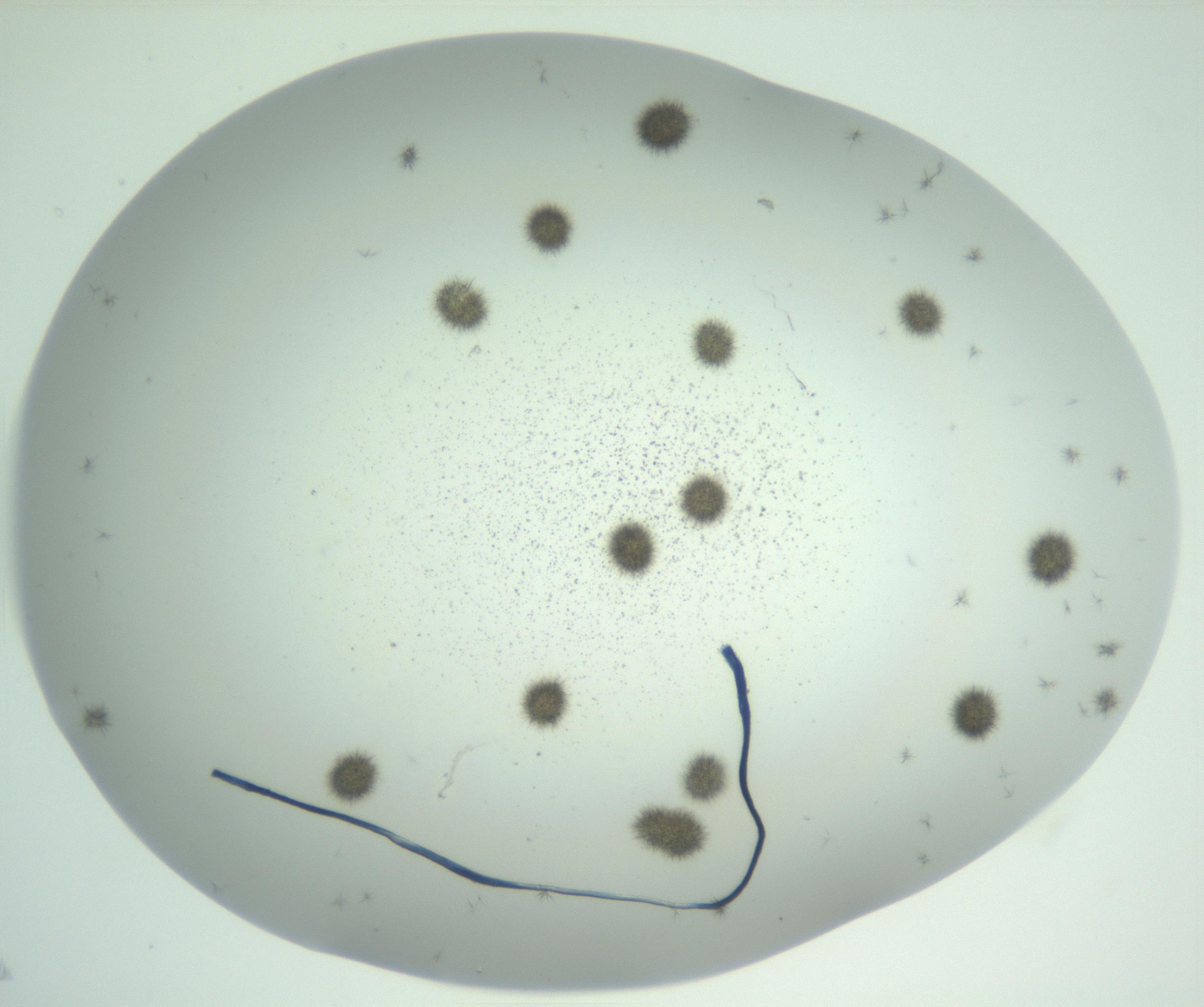 RI01_03_000_0212_Proj1_Clon1_MC_0000MC102924_004_161106_01_02_02_00_99_002_001_RAI.jpg