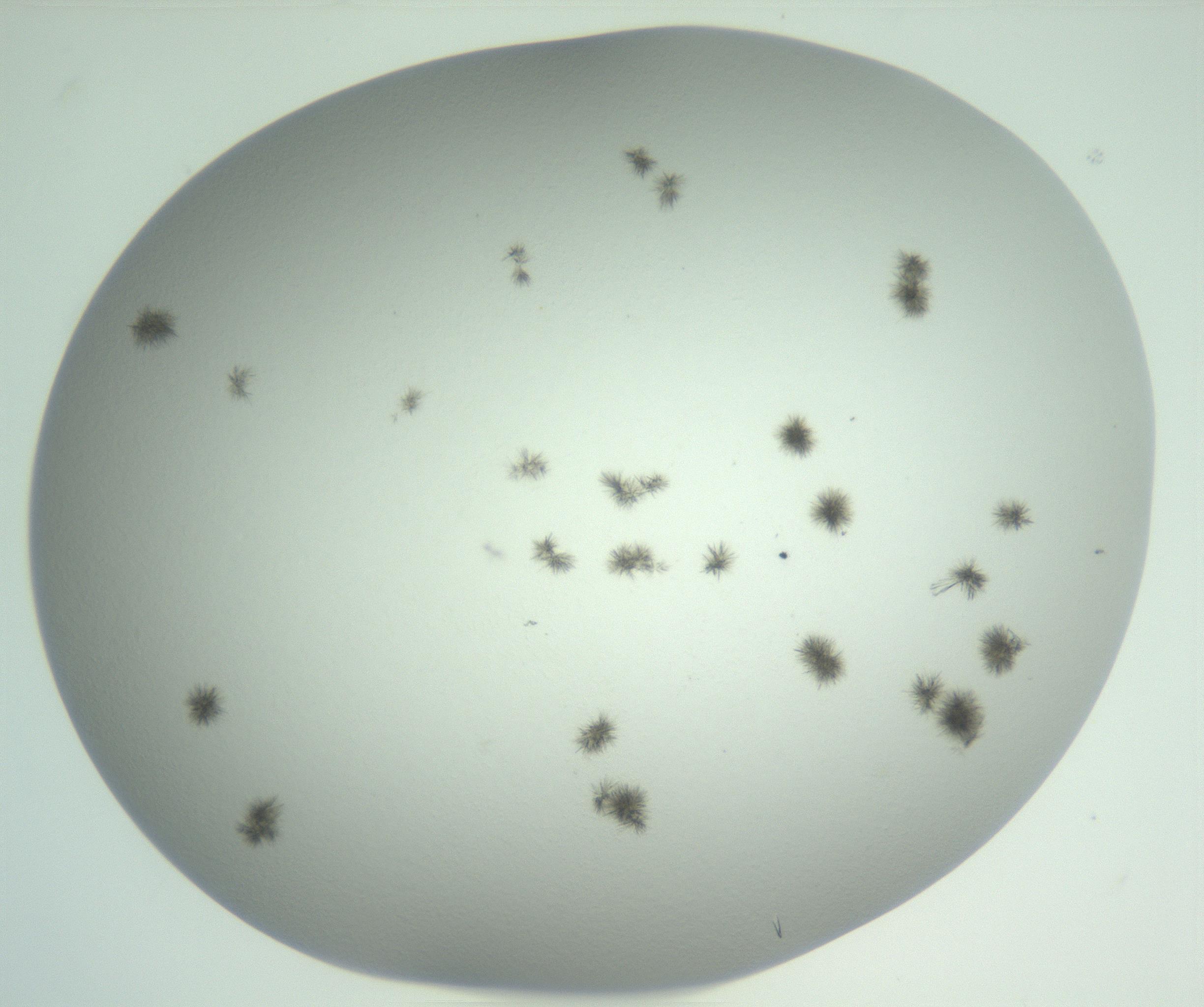 RI01_03_000_0212_Proj1_Clon1_MC_0000MC102924_004_161106_01_04_02_00_99_002_001_RAI.jpg