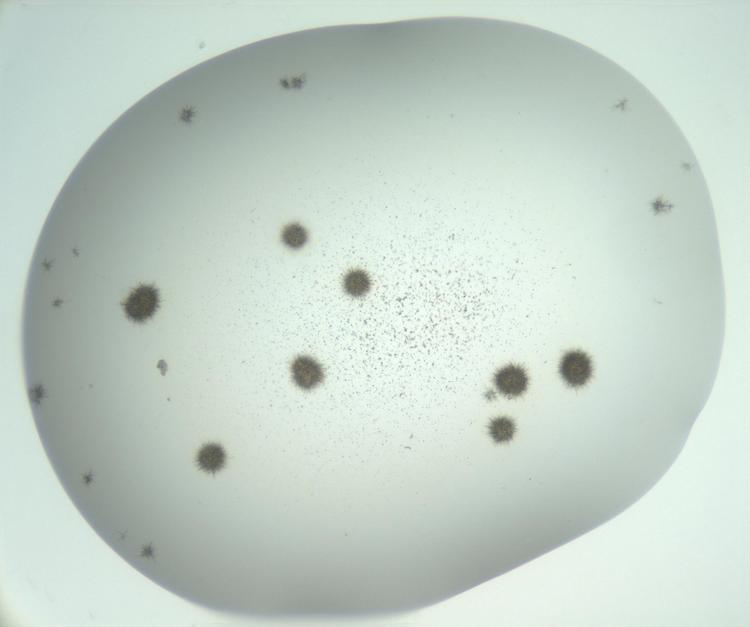 RI01_03_000_0212_Proj1_Clon1_MC_0000MC102924_004_161106_01_07_02_00_99_002_001_RAI.jpg