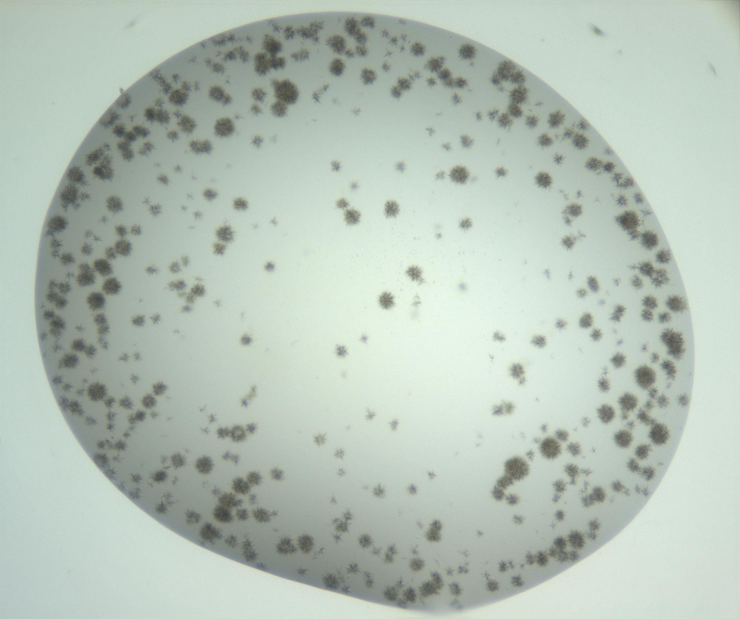 RI01_03_000_0212_Proj1_Clon1_MC_0000MC102924_004_161106_02_03_02_00_99_002_001_RAI.jpg