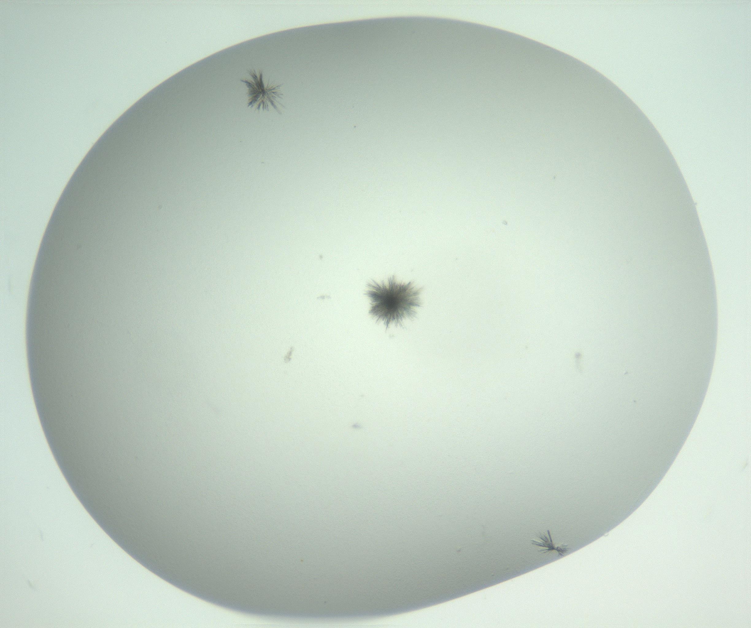 RI01_03_000_0212_Proj1_Clon1_MC_0000MC102924_004_161106_03_07_02_00_99_002_001_RAI.jpg