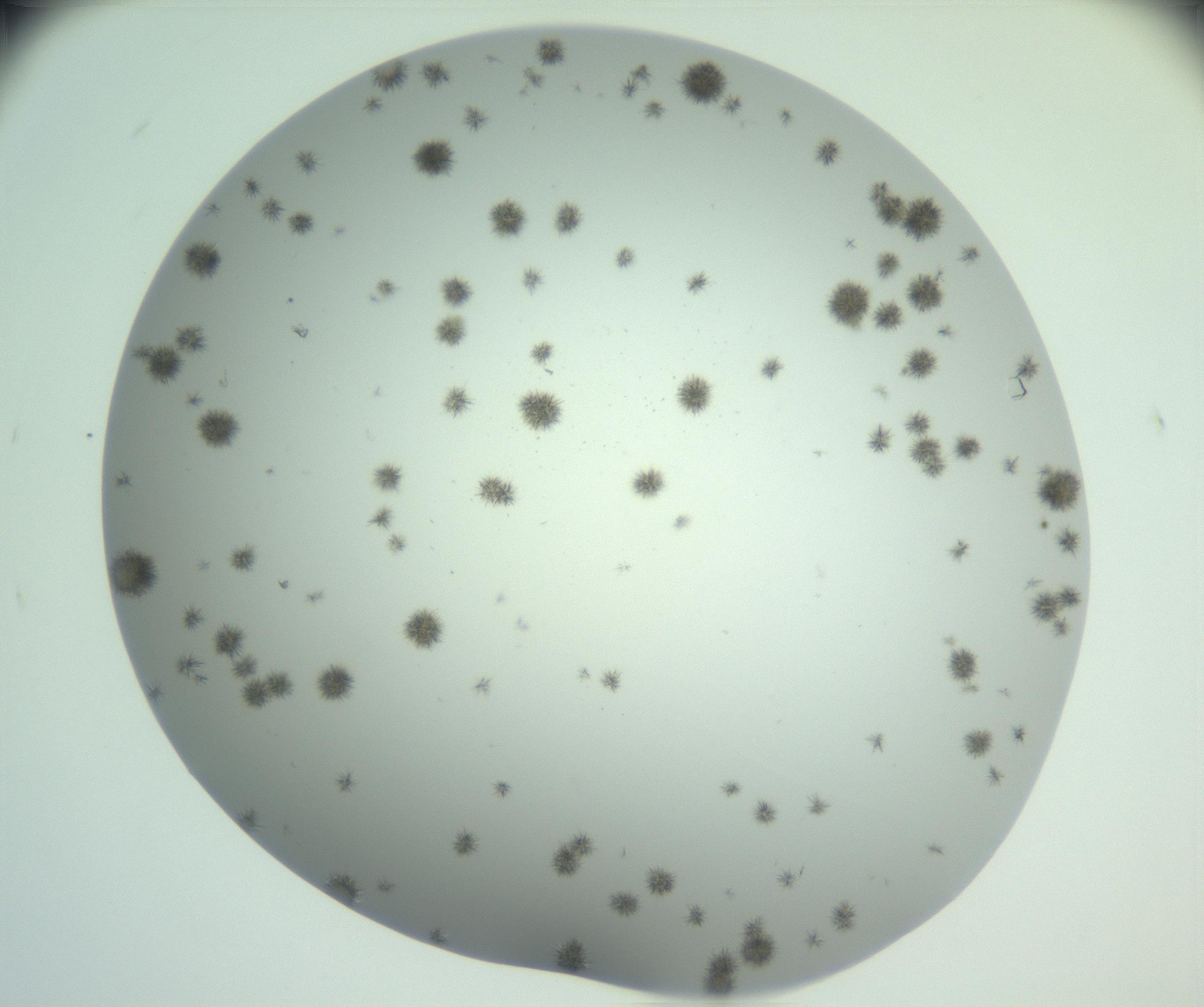 RI01_03_000_0212_Proj1_Clon1_MC_0000MC102924_004_161106_06_08_02_00_99_002_001_RAI.jpg