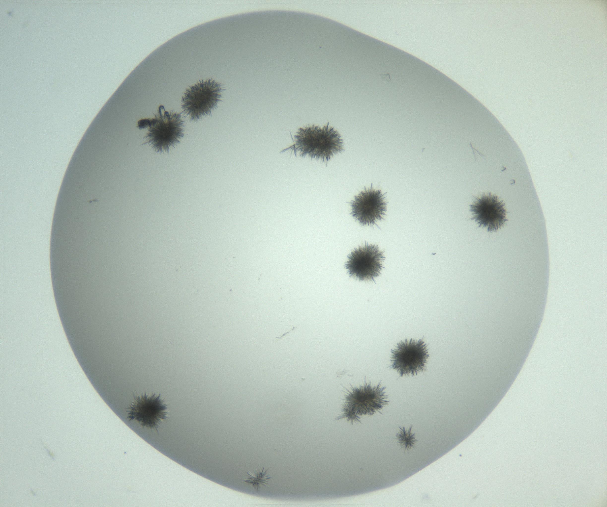 RI01_03_000_0212_Proj1_Clon1_MC_0000MC102924_004_161106_08_04_02_00_99_002_001_RAI.jpg