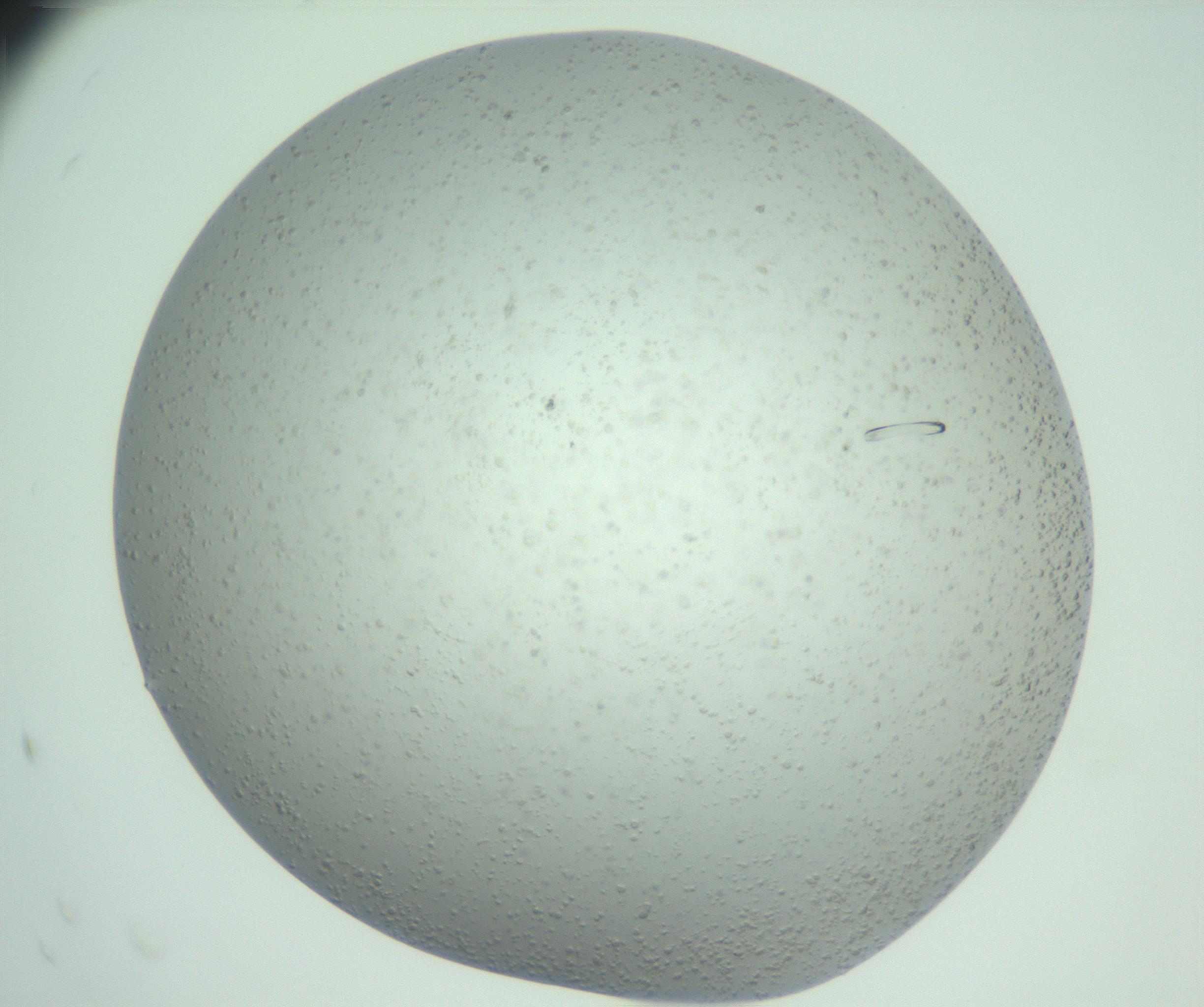 RI01_03_000_0212_Proj1_Clon1_MC_0000MC102924_004_161106_10_08_02_00_99_002_001_RAI.jpg
