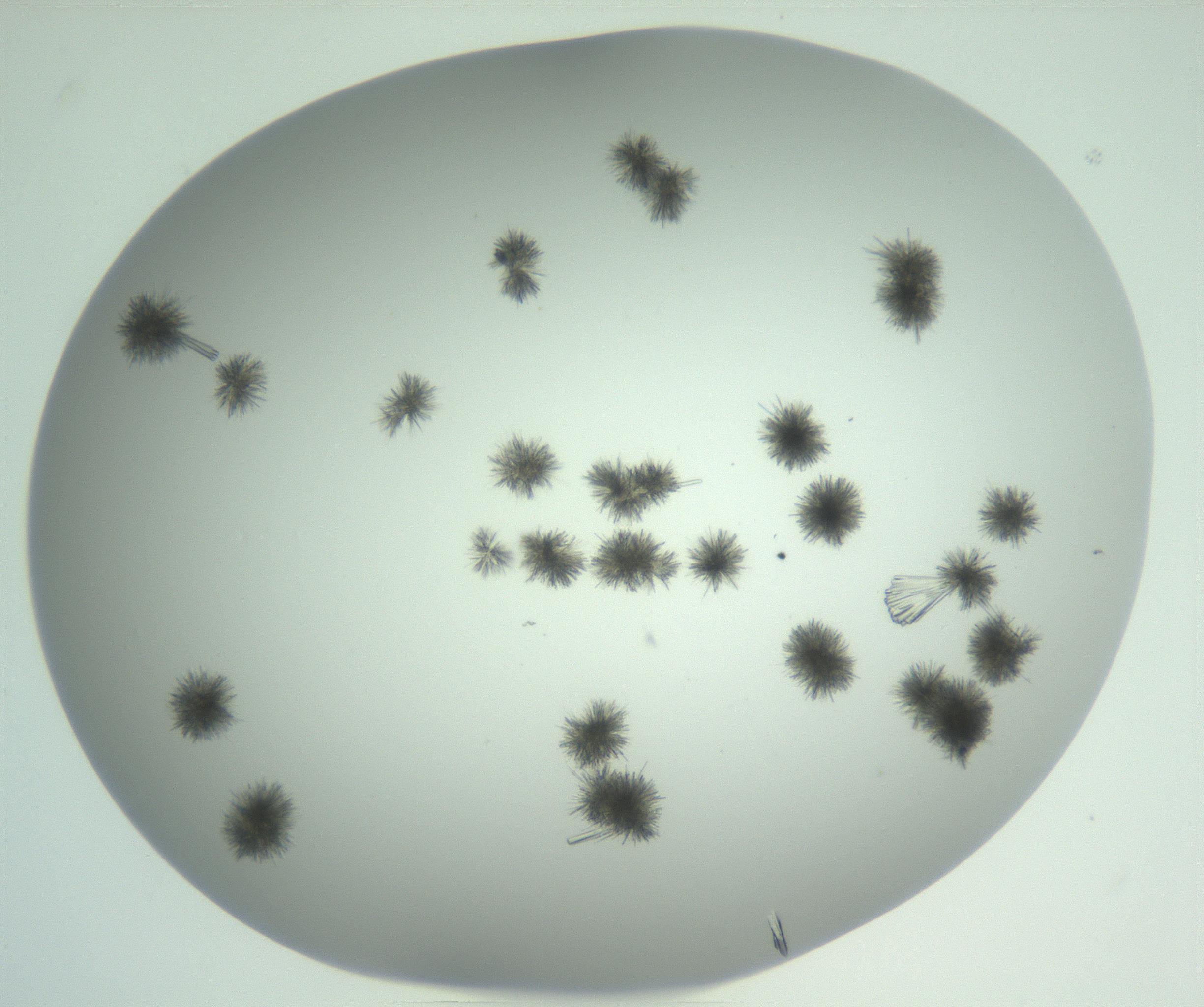 RI01_03_000_0212_Proj1_Clon1_MC_0000MC102924_007_161113_01_04_02_00_99_002_001_RAI.jpg