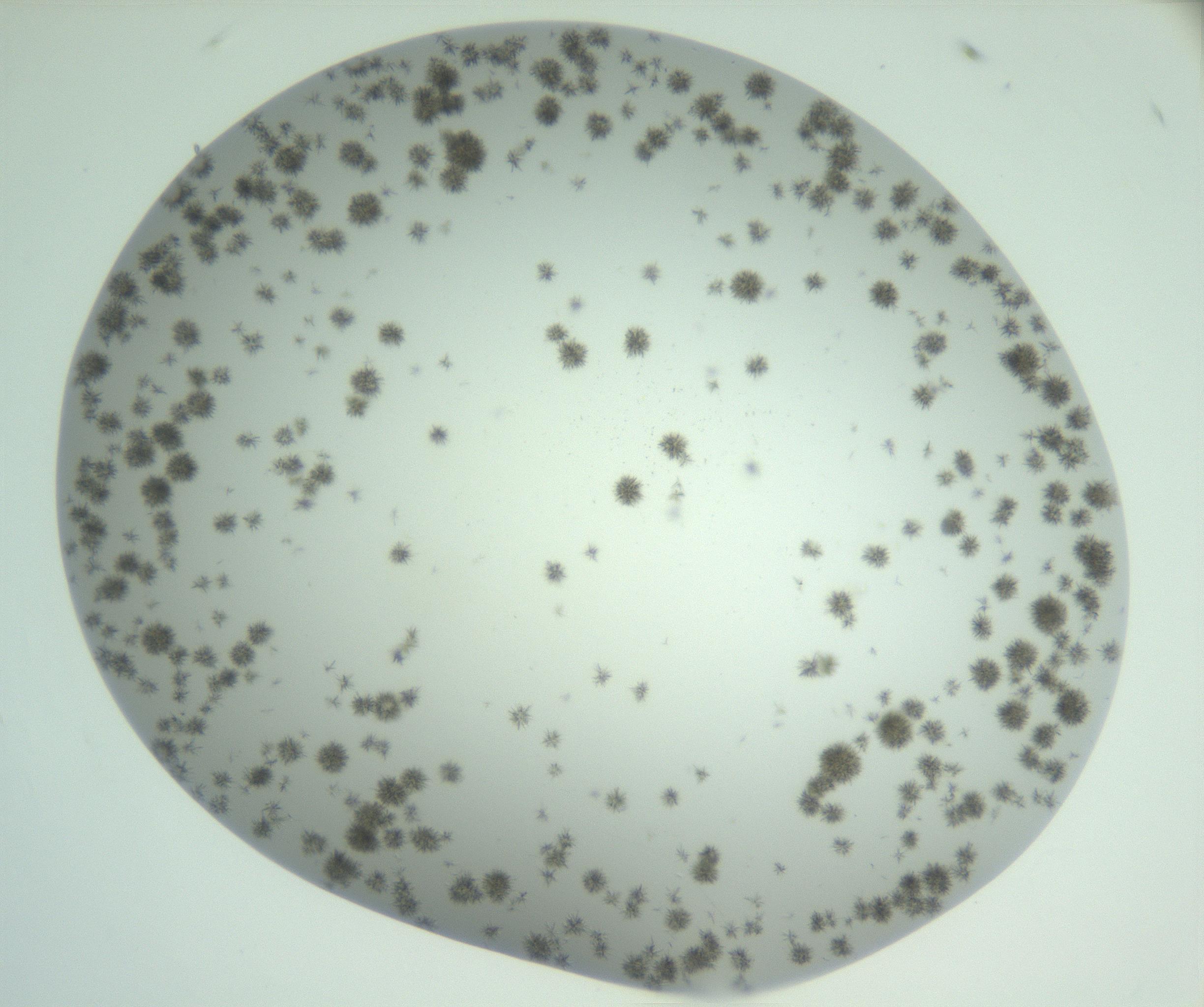 RI01_03_000_0212_Proj1_Clon1_MC_0000MC102924_007_161113_02_03_02_00_99_002_001_RAI.jpg