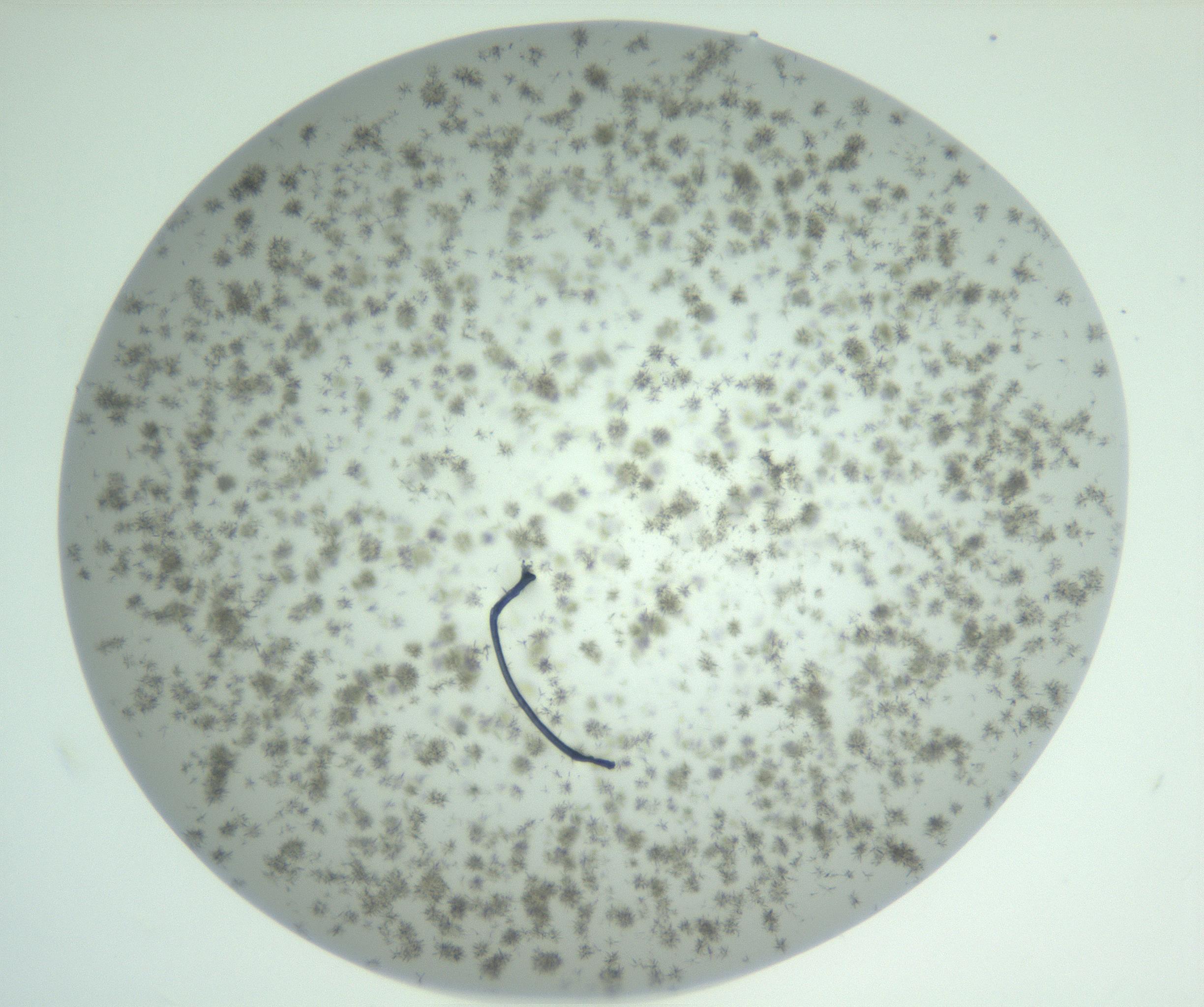 RI01_03_000_0212_Proj1_Clon1_MC_0000MC102924_007_161113_02_04_02_00_99_002_001_RAI.jpg