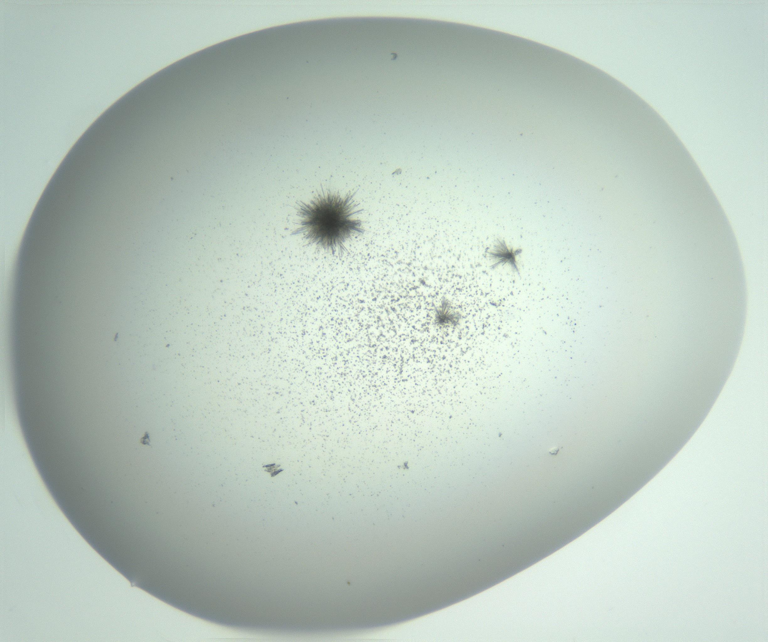 RI01_03_000_0212_Proj1_Clon1_MC_0000MC102924_007_161113_02_07_02_00_99_002_001_RAI.jpg