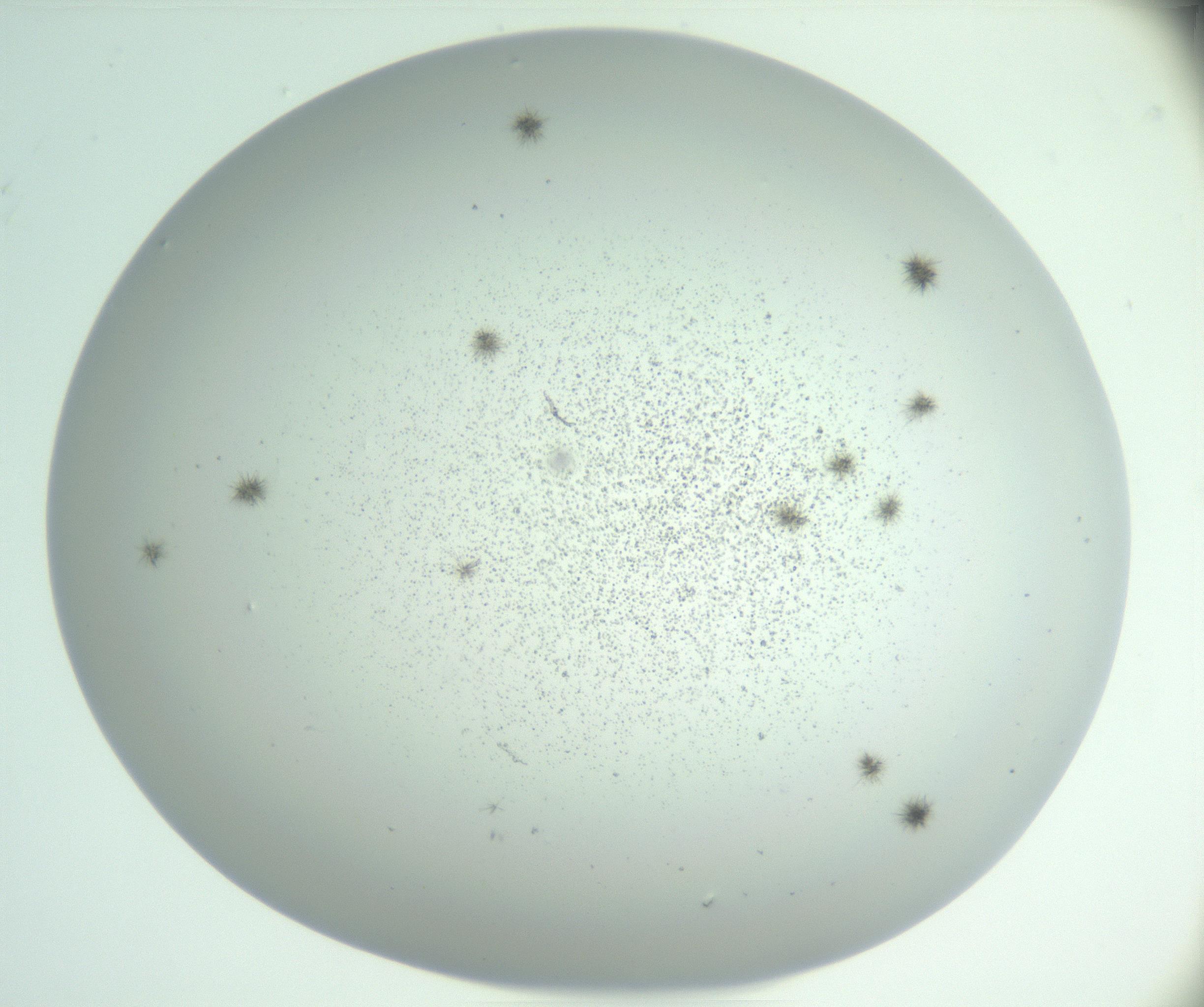RI01_03_000_0212_Proj1_Clon1_MC_0000MC102924_007_161113_03_02_02_00_99_002_001_RAI.jpg