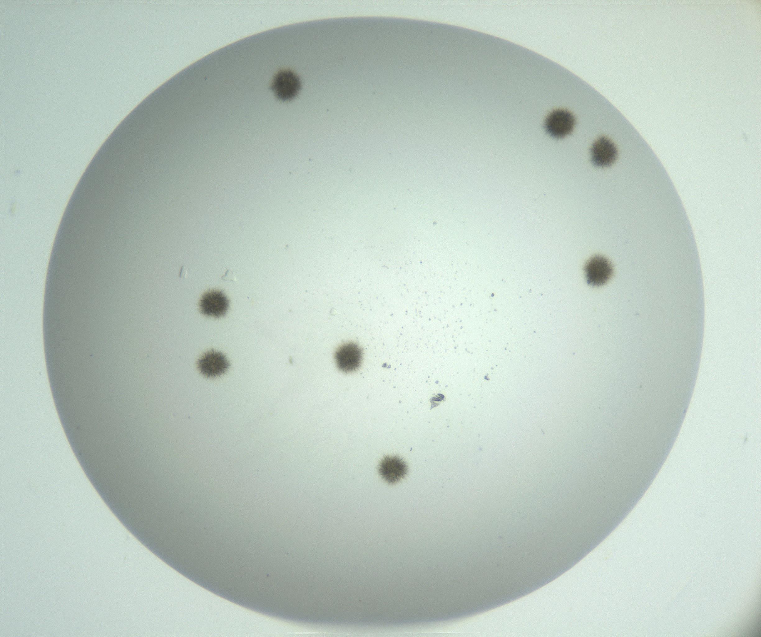 RI01_03_000_0212_Proj1_Clon1_MC_0000MC102924_007_161113_03_04_02_00_99_002_001_RAI.jpg