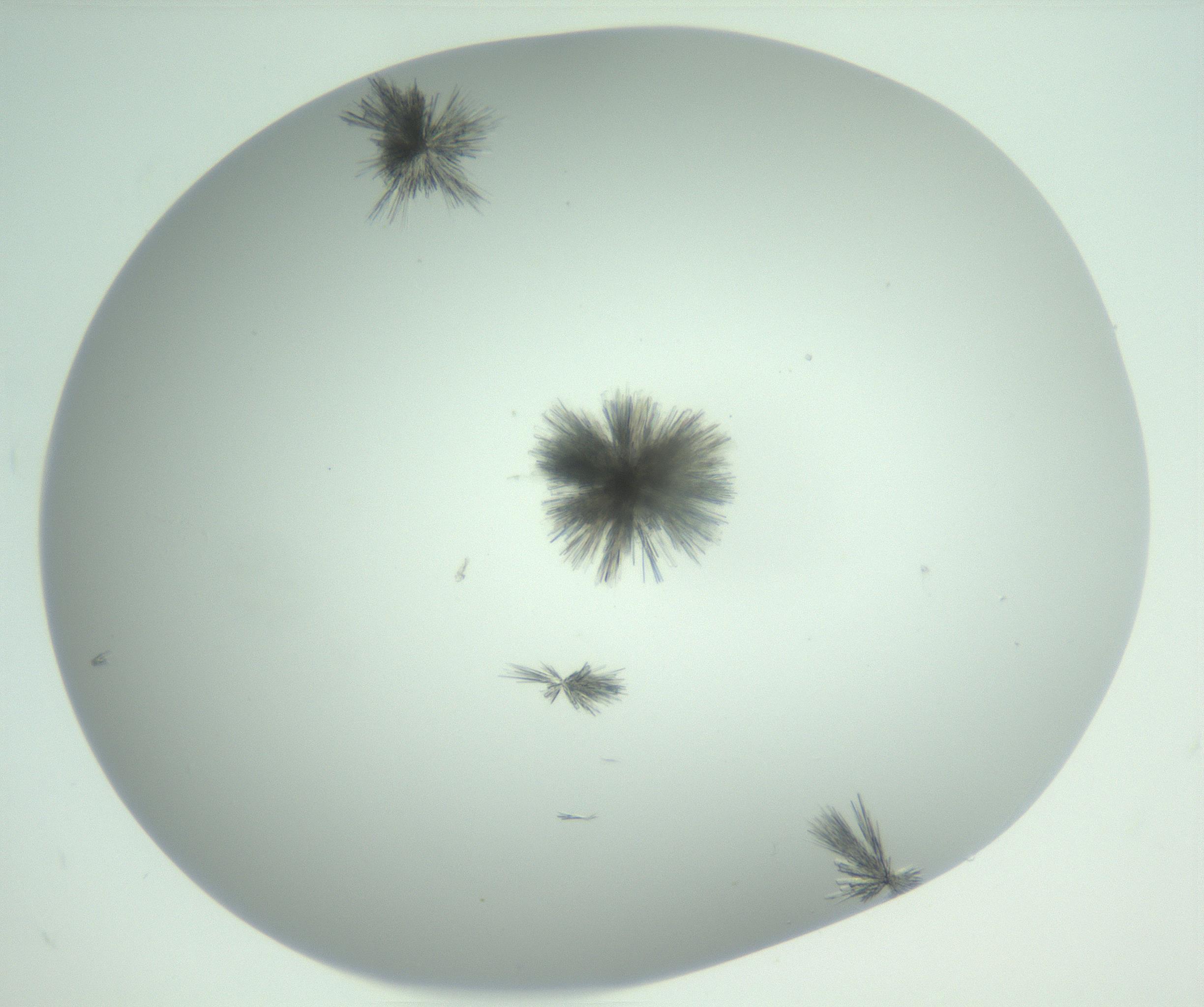 RI01_03_000_0212_Proj1_Clon1_MC_0000MC102924_007_161113_03_07_02_00_99_002_001_RAI.jpg