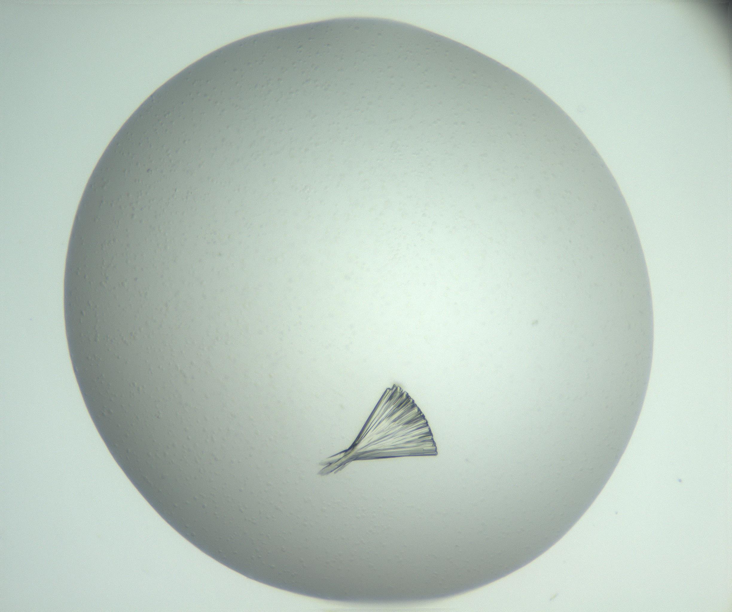 RI01_03_000_0212_Proj1_Clon1_MC_0000MC102924_007_161113_04_06_02_00_99_002_001_RAI.jpg