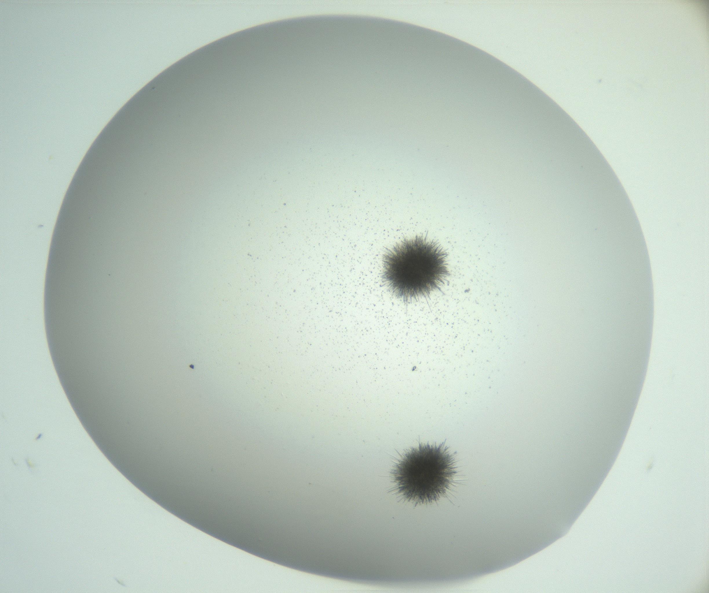 RI01_03_000_0212_Proj1_Clon1_MC_0000MC102924_007_161113_05_03_02_00_99_002_001_RAI.jpg