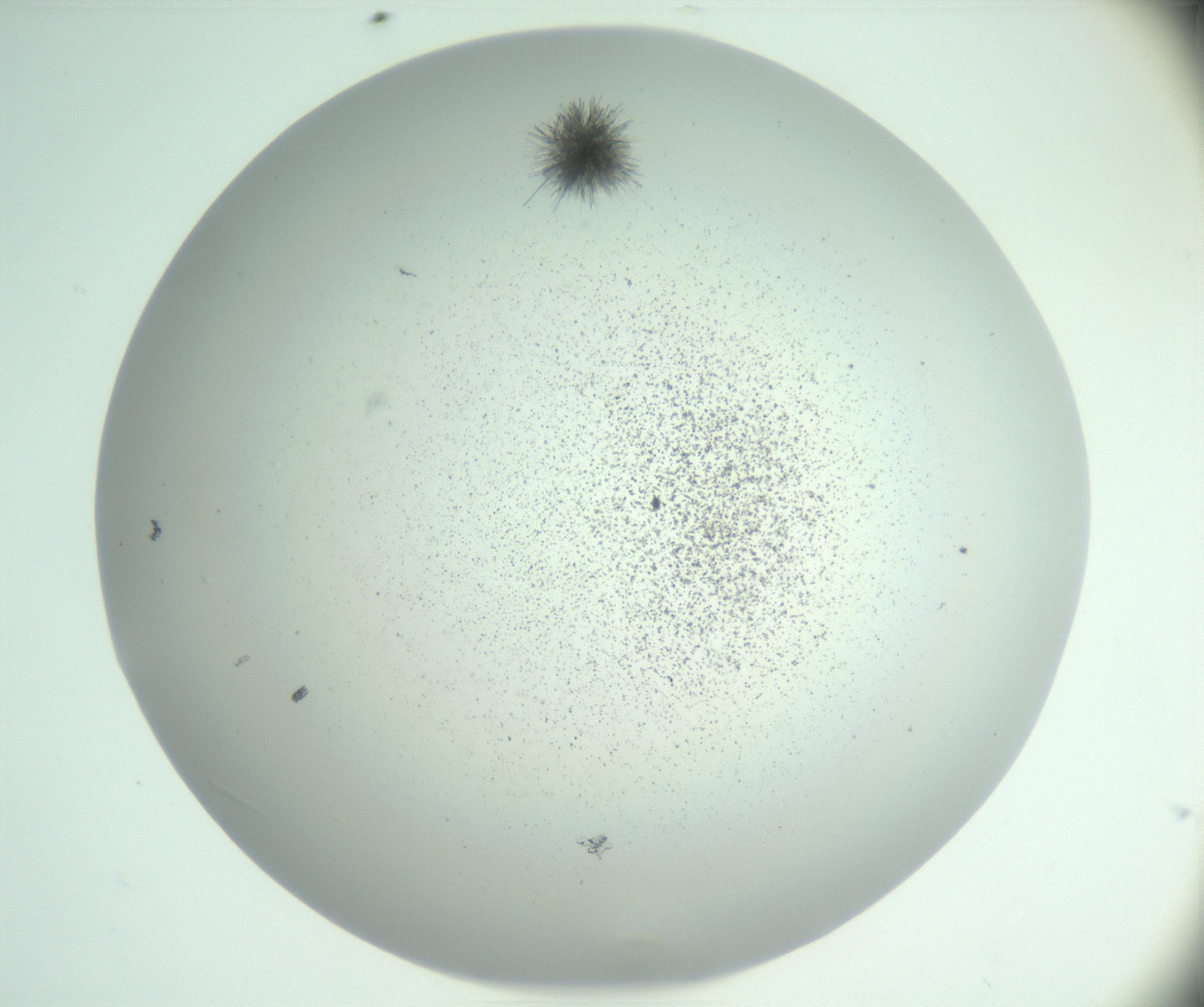 RI01_03_000_0212_Proj1_Clon1_MC_0000MC102924_007_161113_06_04_02_00_99_002_001_RAI.jpg