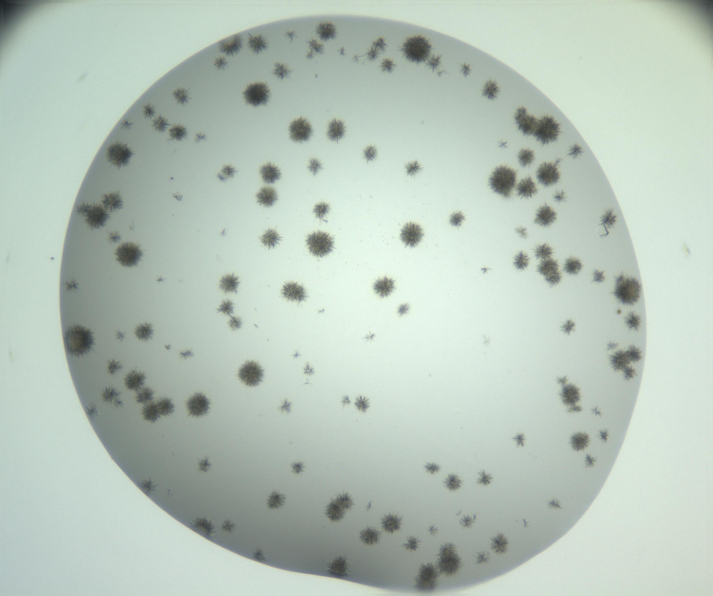 RI01_03_000_0212_Proj1_Clon1_MC_0000MC102924_007_161113_06_08_02_00_99_002_001_RAI.jpg