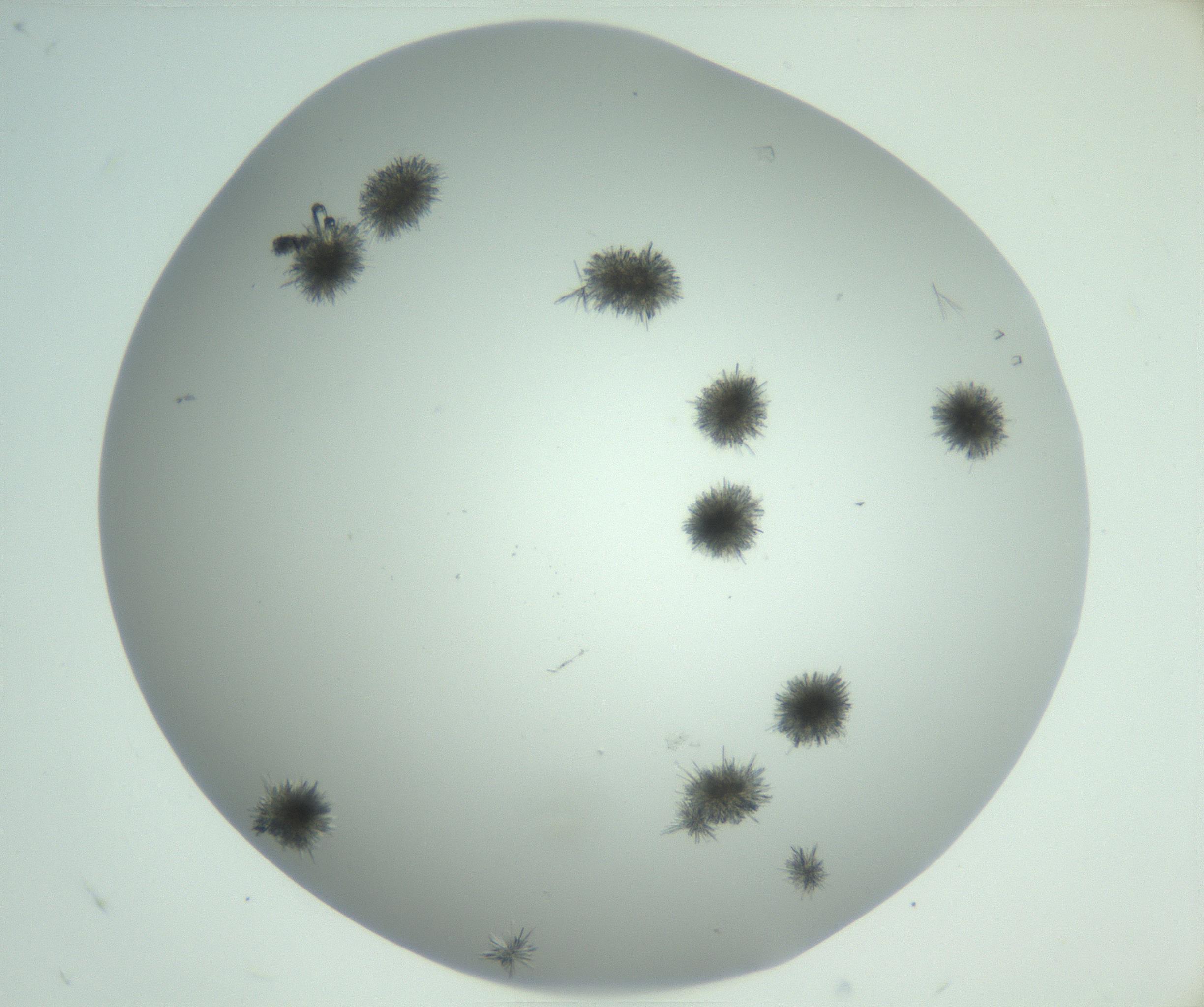 RI01_03_000_0212_Proj1_Clon1_MC_0000MC102924_007_161113_08_04_02_00_99_002_001_RAI.jpg